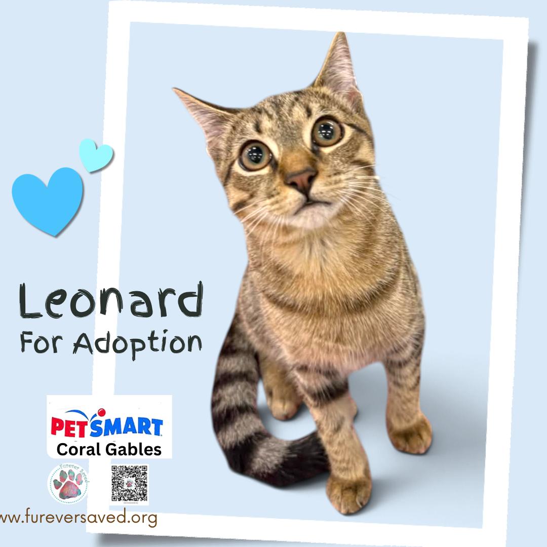 Enlarge Leonard, a Adopted Domestic Short Hair in Miami, FL image 3/3
