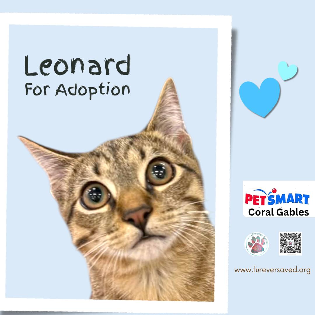 Enlarge Leonard, a Adopted Domestic Short Hair in Miami, FL image 2/3