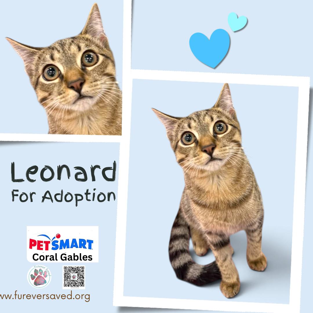 Enlarge Leonard, a Adopted Domestic Short Hair in Miami, FL image 1/3