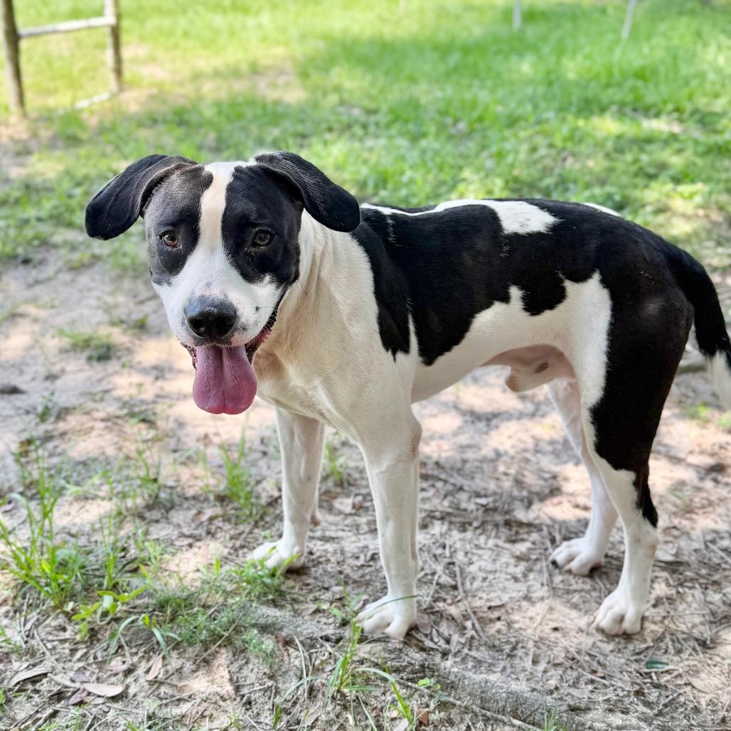 Enlarge Xiang Xiang, a Adoptable Mixed Breed in Milton, FL image 1/1