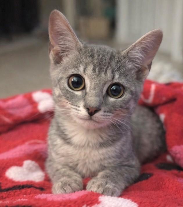 Mia, a ADOPTABLE Domestic Short Hair in DELRAY Beach, FL image 2/2