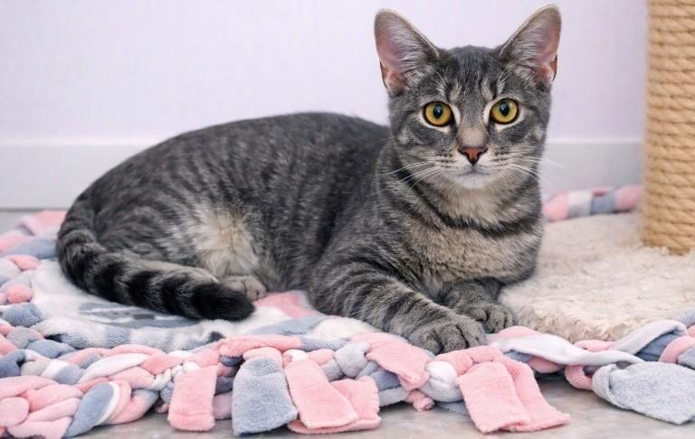 Enlarge Mia, a Adoptable Domestic Short Hair in DELRAY Beach, FL image 2/2