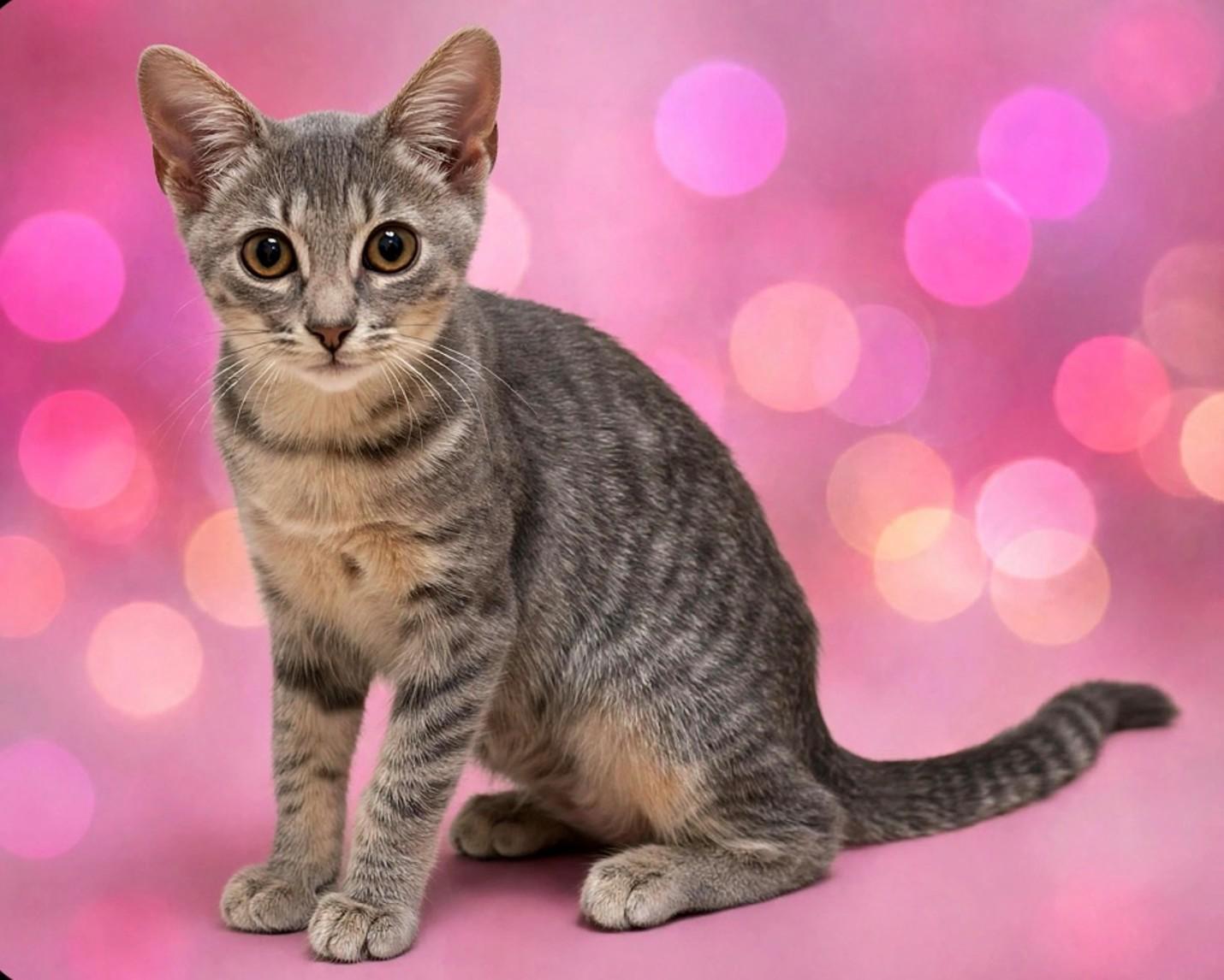 Mia, Adoptable, Kitten Female Domestic Short Hair.