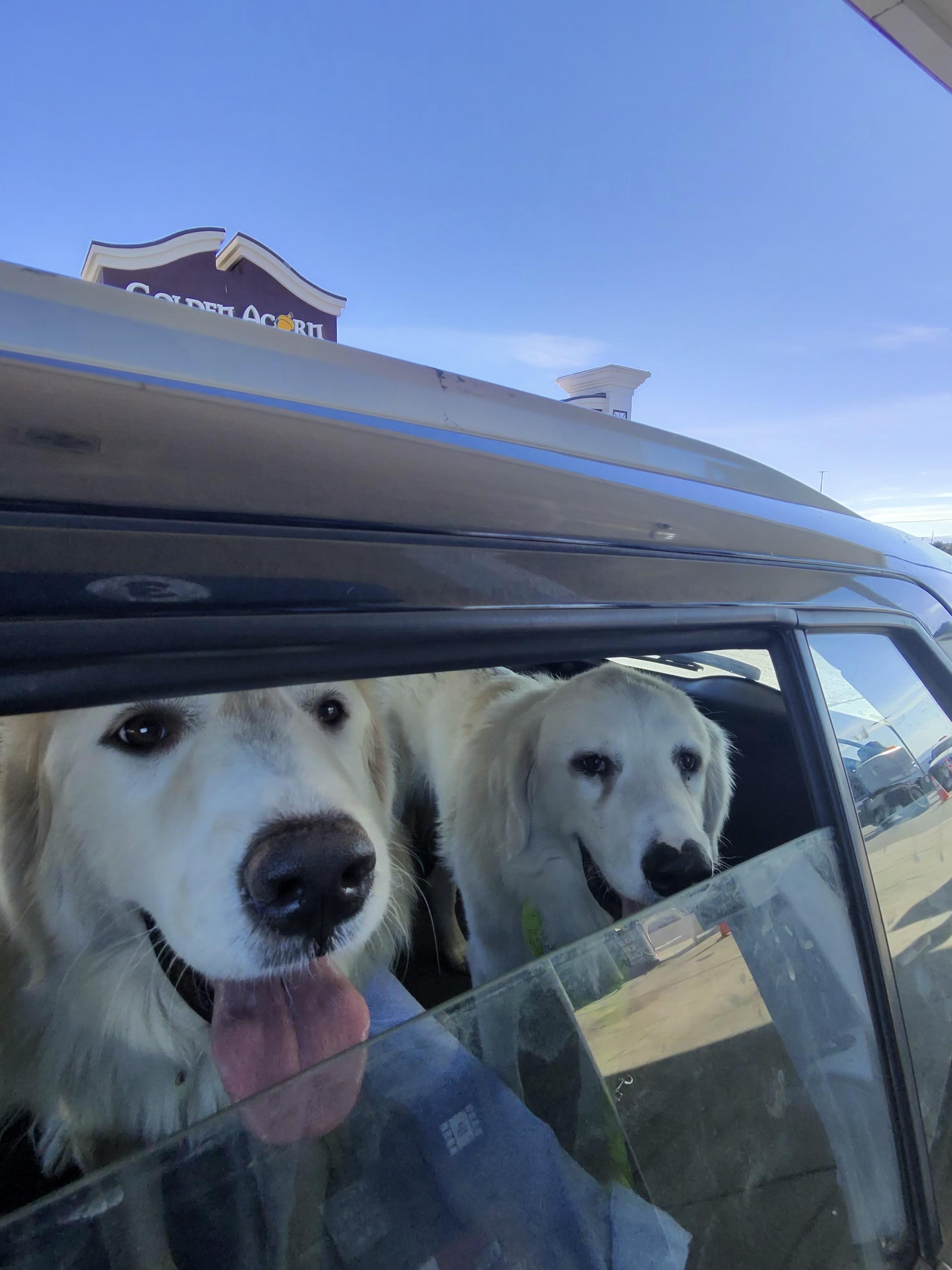 Enlarge Lola , a ADOPTABLE Great Pyrenees in San Diego, CA image 2/2