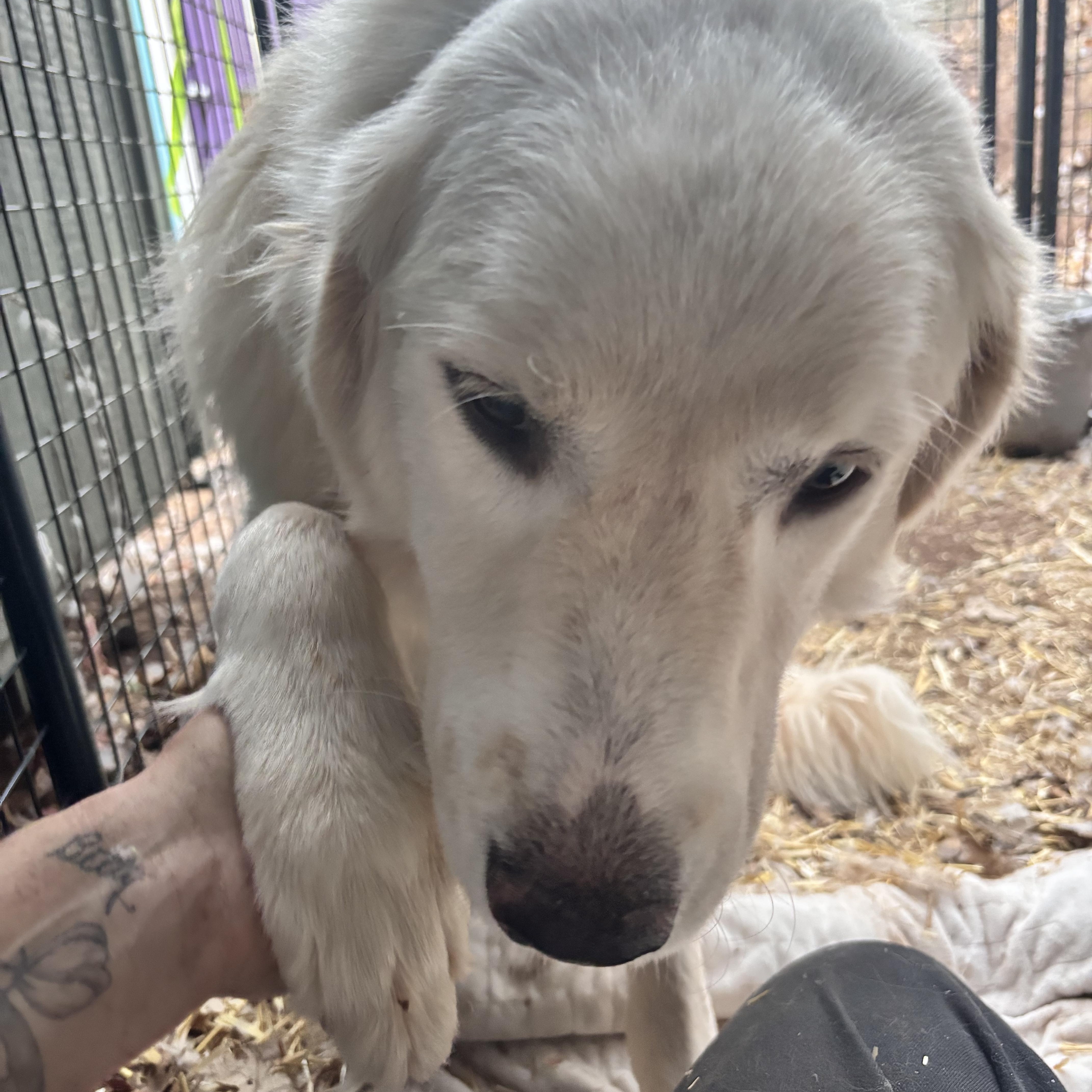 Lola , ADOPTABLE, Young Female Great Pyrenees.