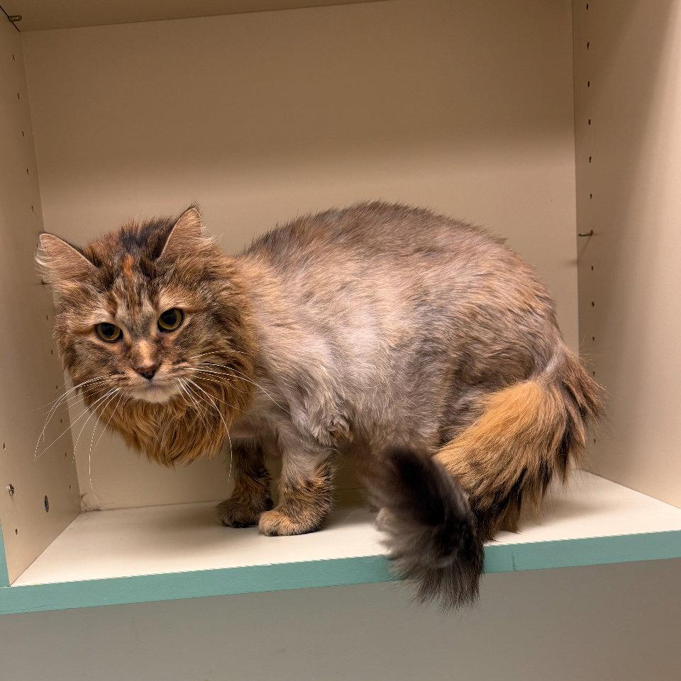 Enlarge Brianna (Ellie), a Adopted Domestic Long Hair in Walled Lake, MI image 2/3