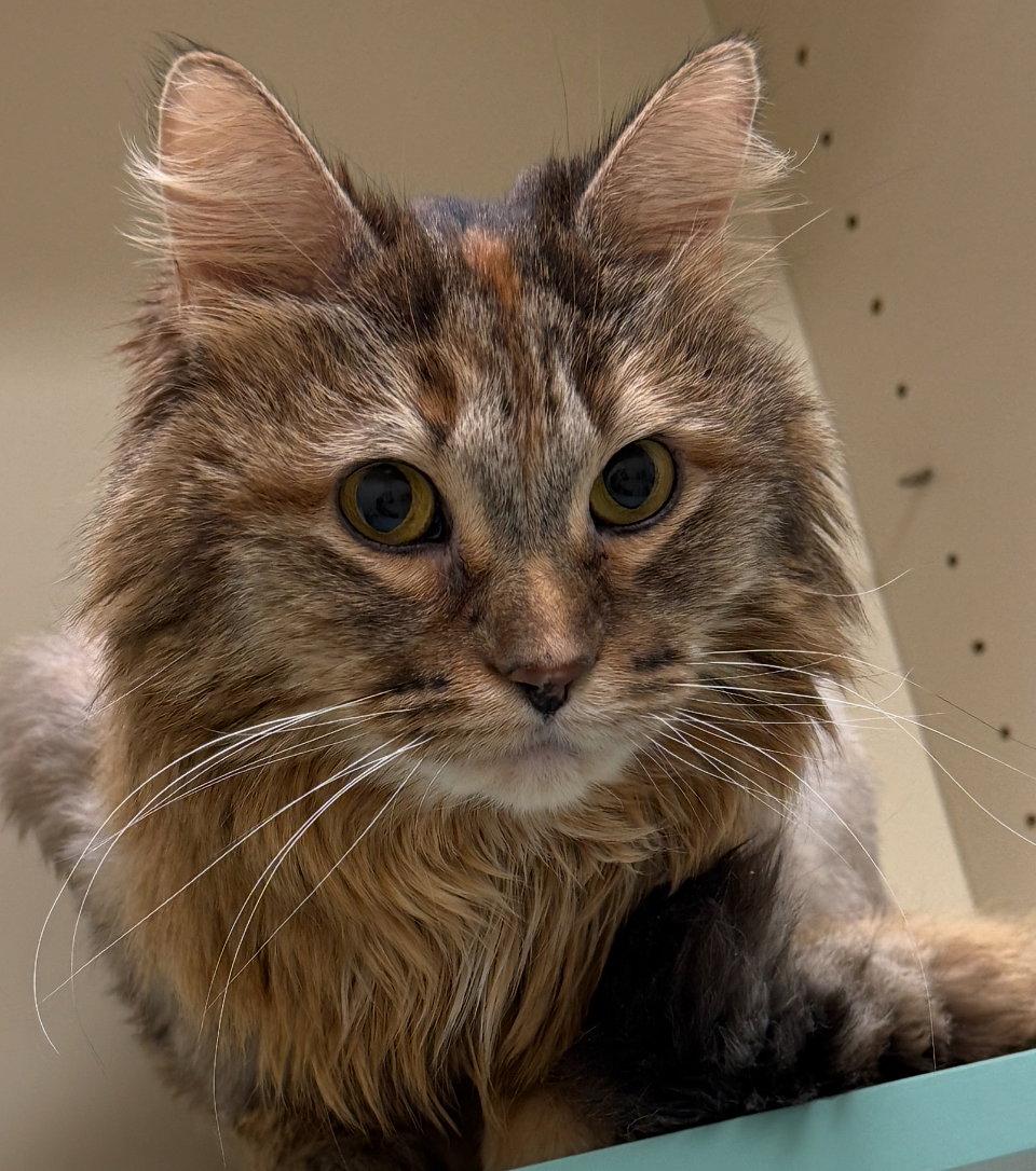 Enlarge Brianna (Ellie), a Adopted Domestic Long Hair in Walled Lake, MI image 3/3