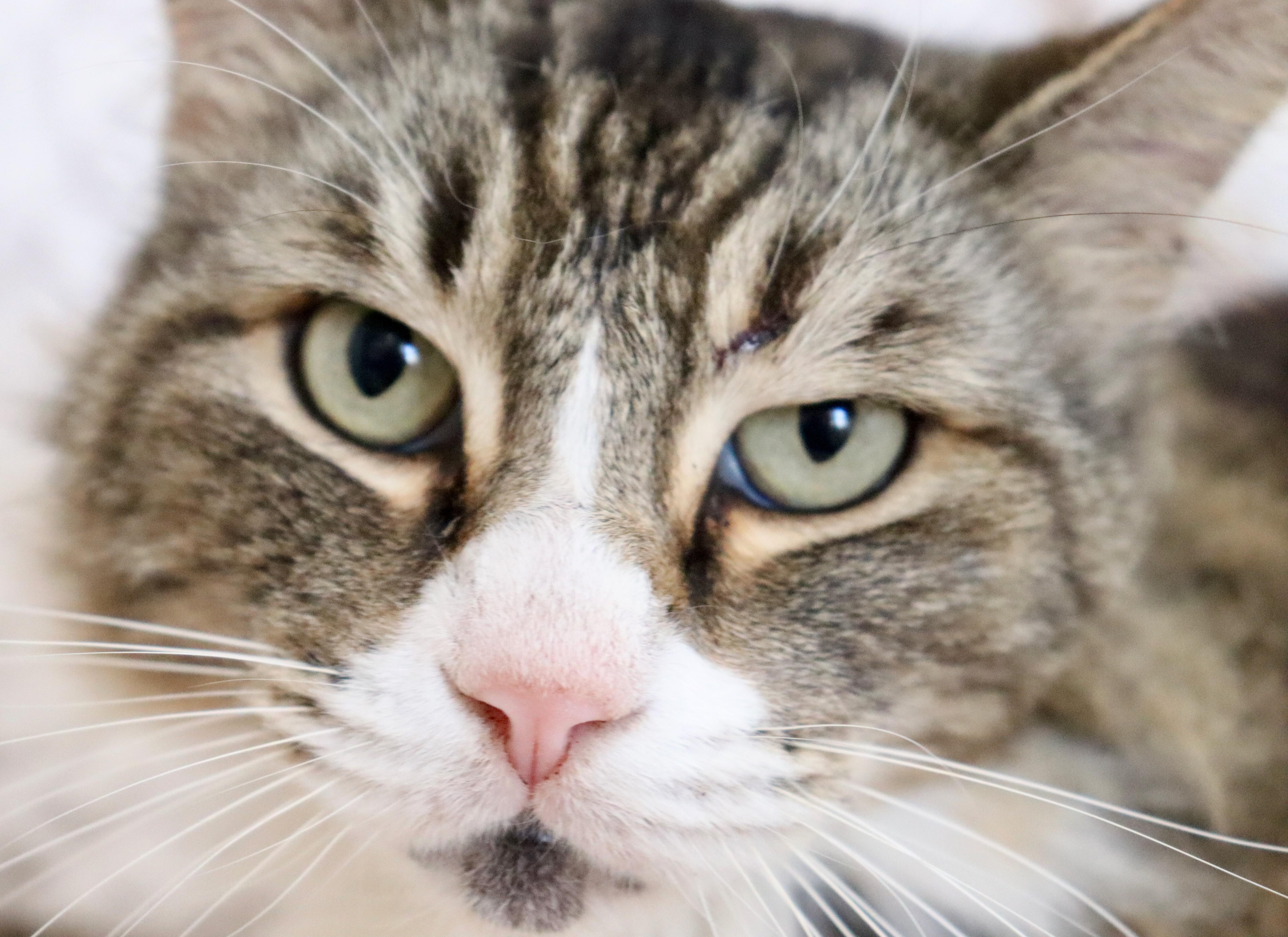 Enlarge Corky, an adopted mixed breed in Saint Augustine, FL image 2/6