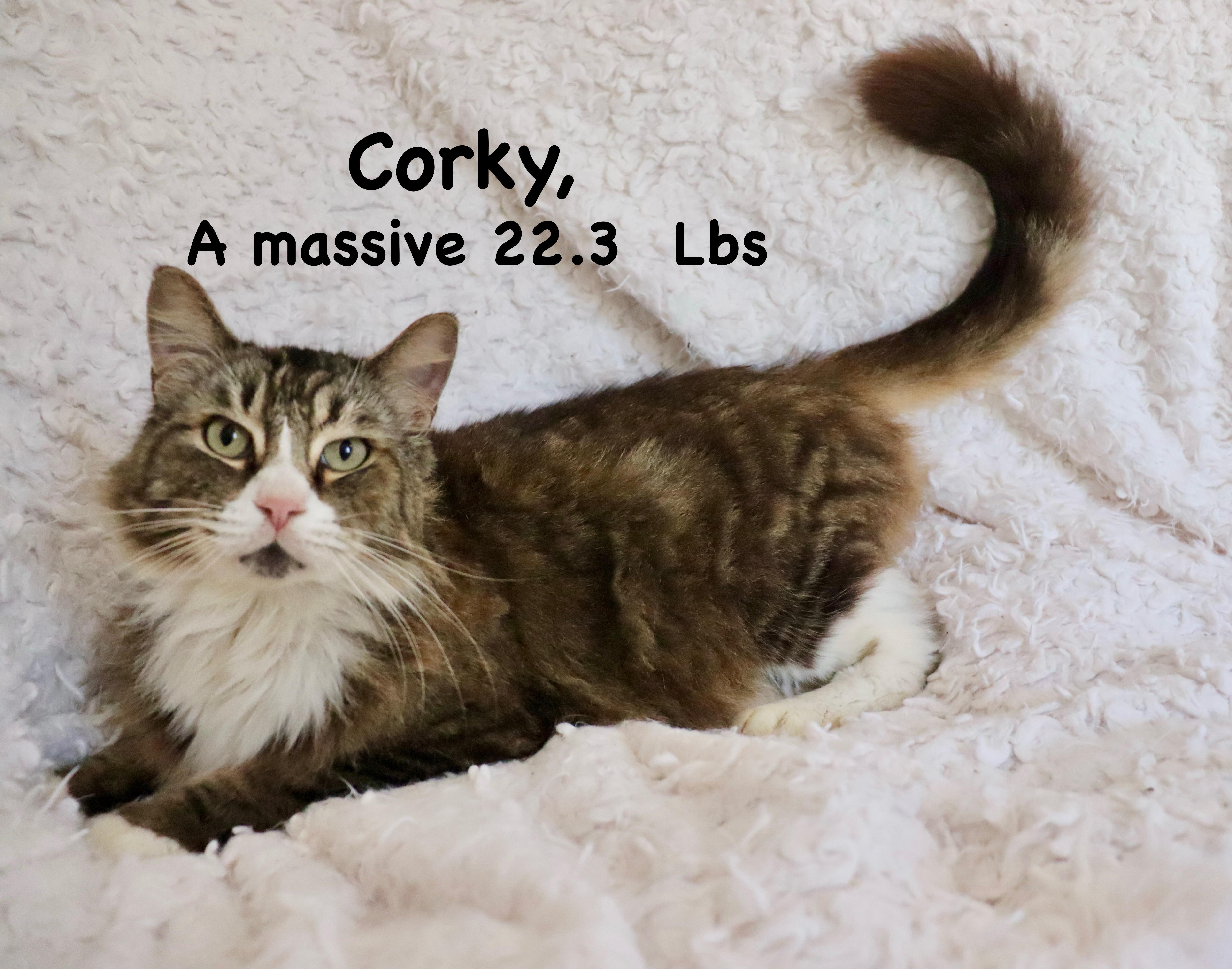 Enlarge Corky, an adopted mixed breed in Saint Augustine, FL image 1/6