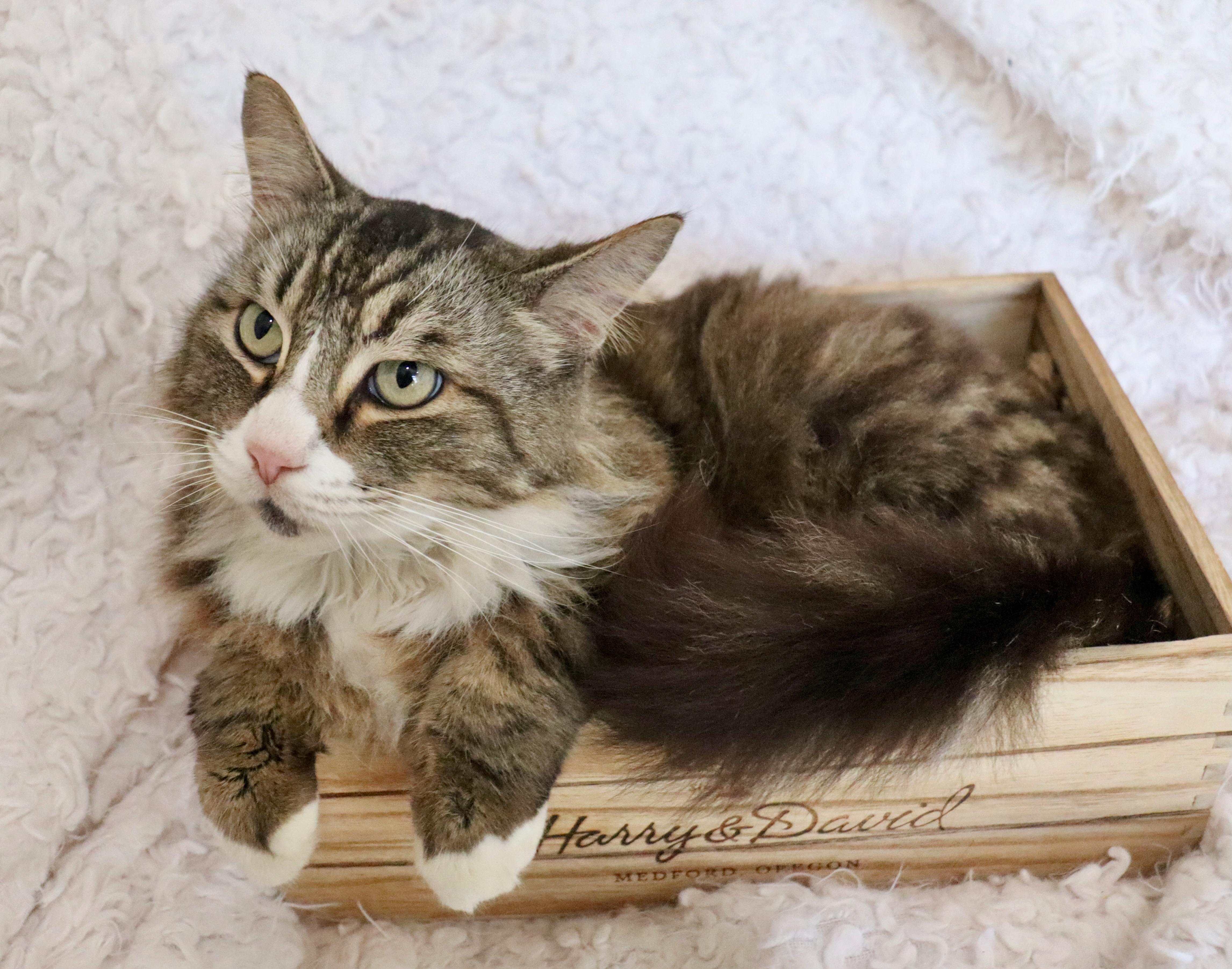 Enlarge Corky, an adopted mixed breed in Saint Augustine, FL image 4/6