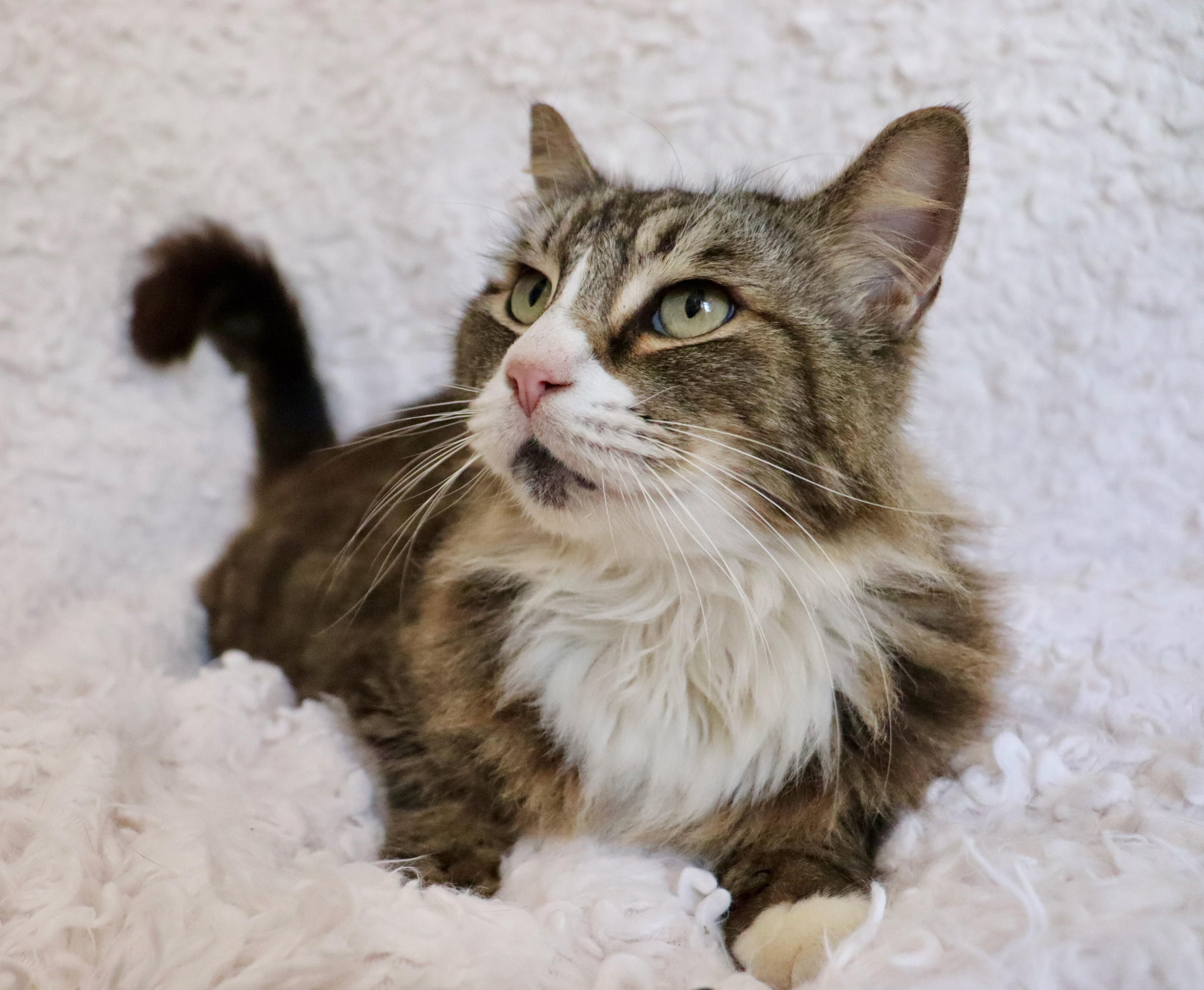 Enlarge Corky, an adopted mixed breed in Saint Augustine, FL image 5/6