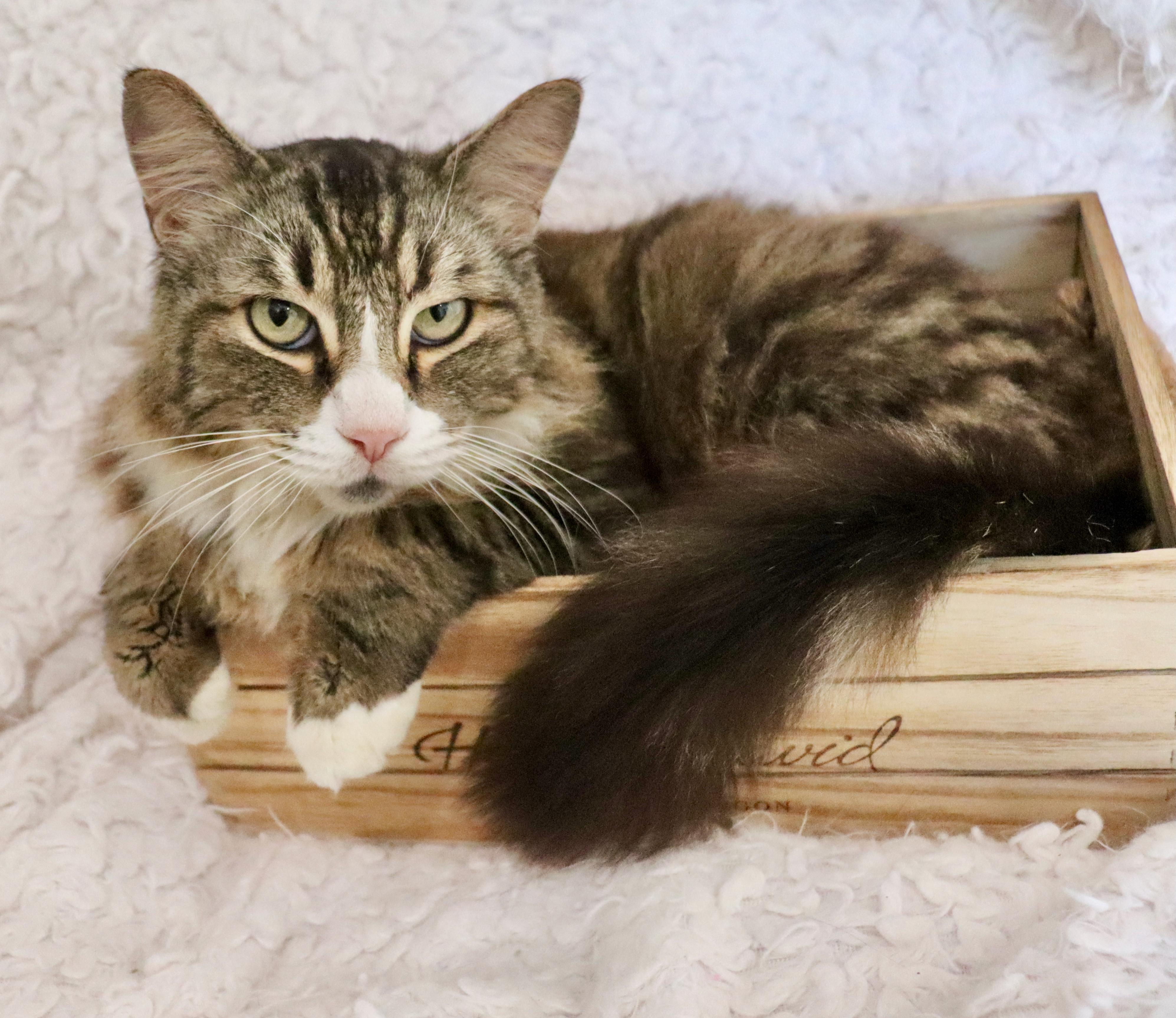 Enlarge Corky, an adopted mixed breed in Saint Augustine, FL image 6/6