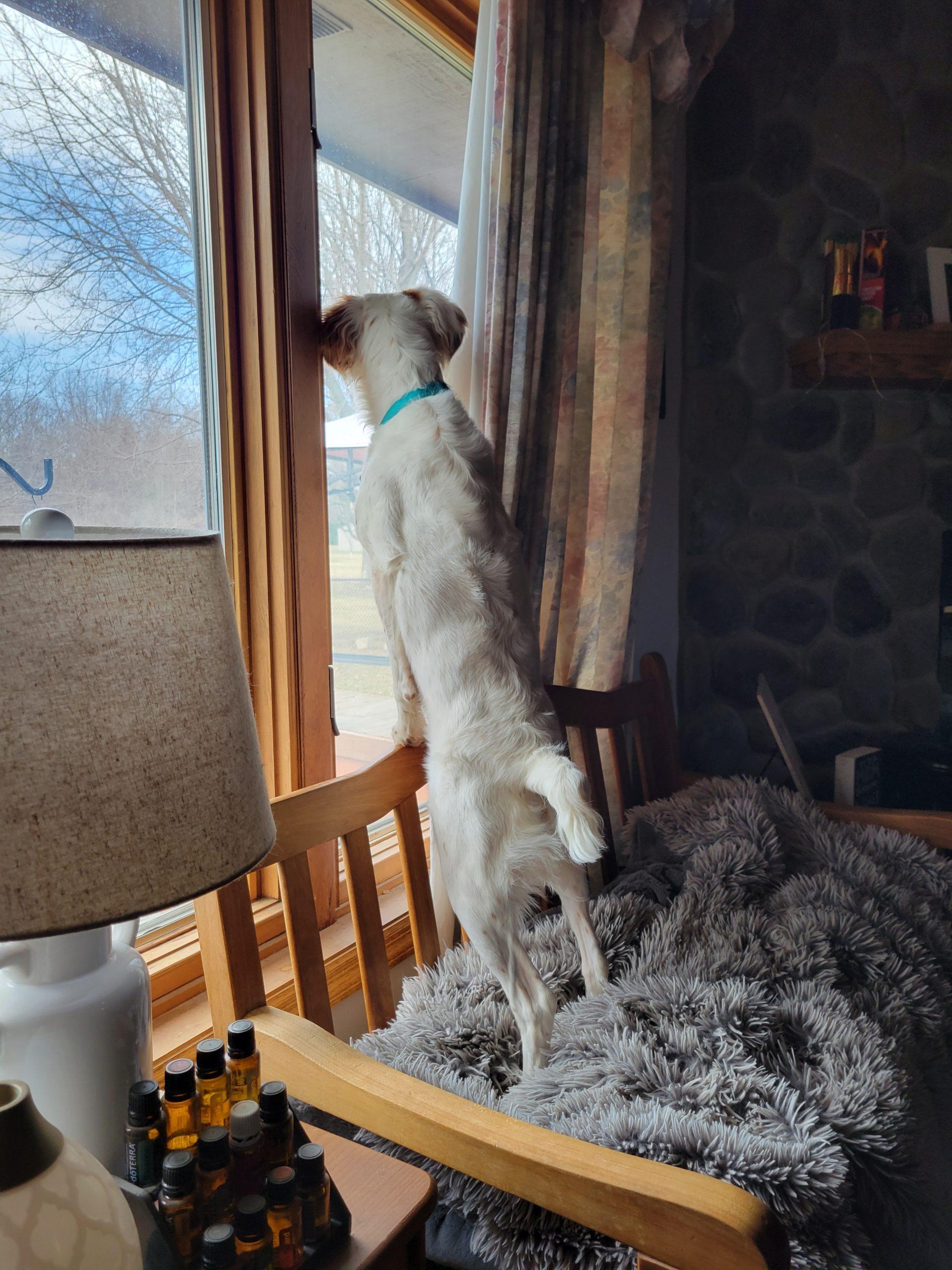 Daisy - 20040740 - WI, a Adopted Brittany Spaniel in Manitowoc, WI image 1/4