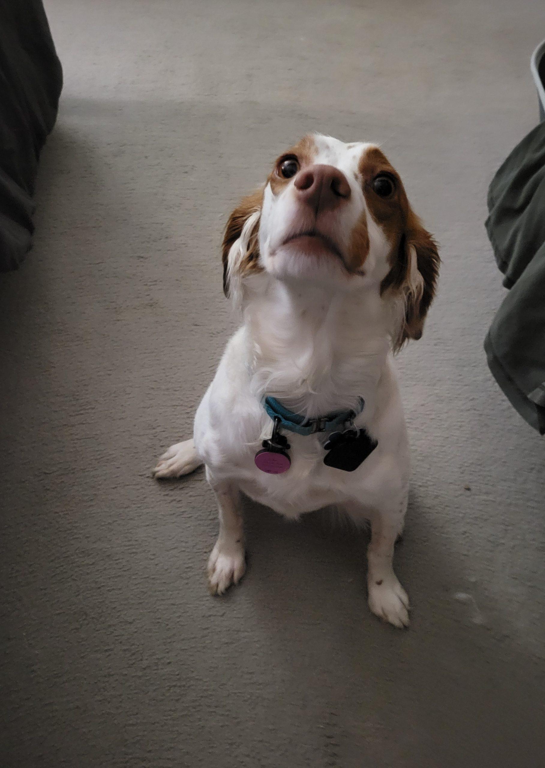 Daisy - 20040740 - WI, a Adopted Brittany Spaniel in Manitowoc, WI image 3/4