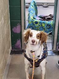 Daisy - 20040740 - WI, a Adopted Brittany Spaniel in Manitowoc, WI image 4/4