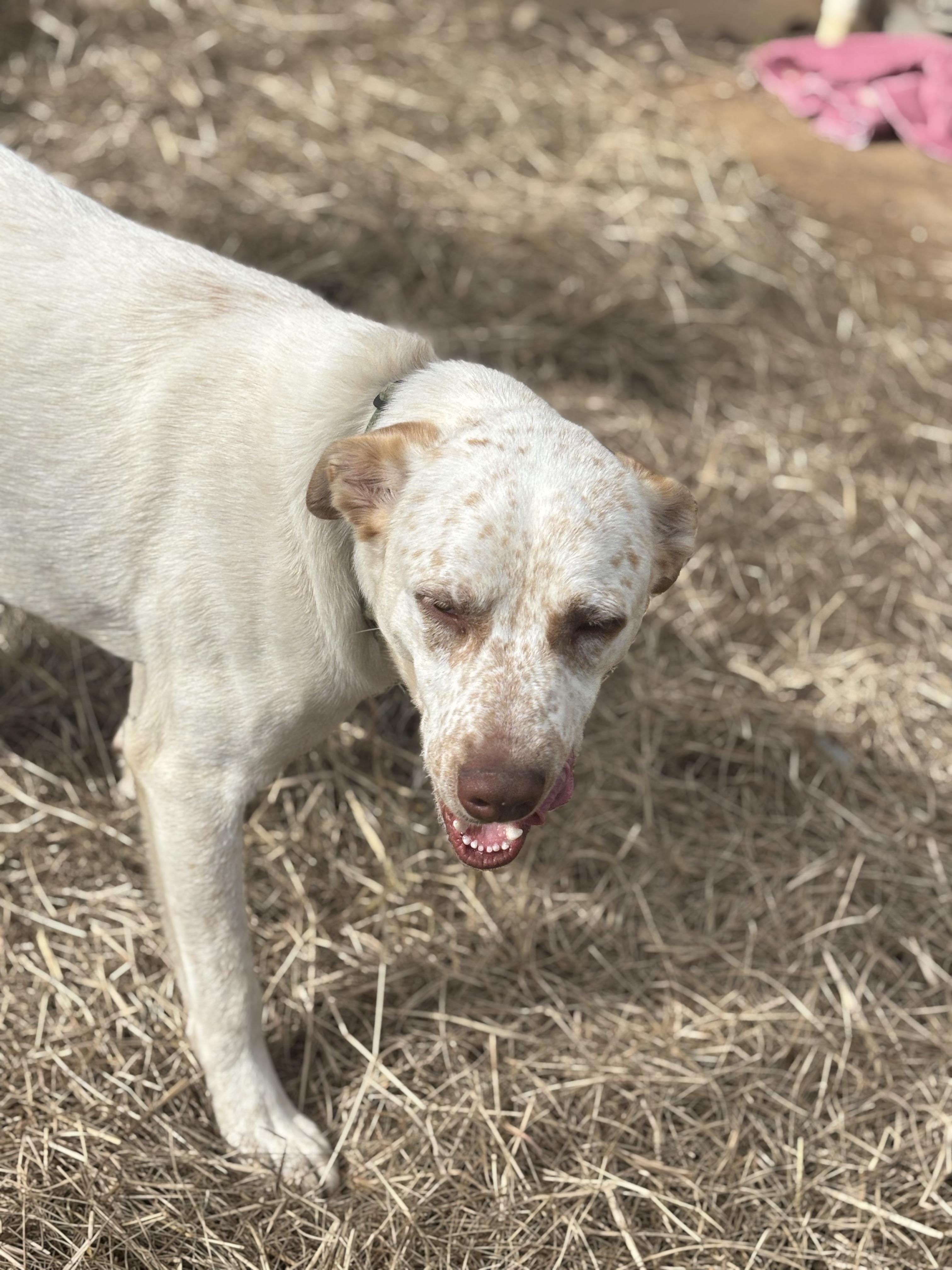 Enlarge Diesel, a Adoptable mixed breed in Coldspring, TX image 4/6