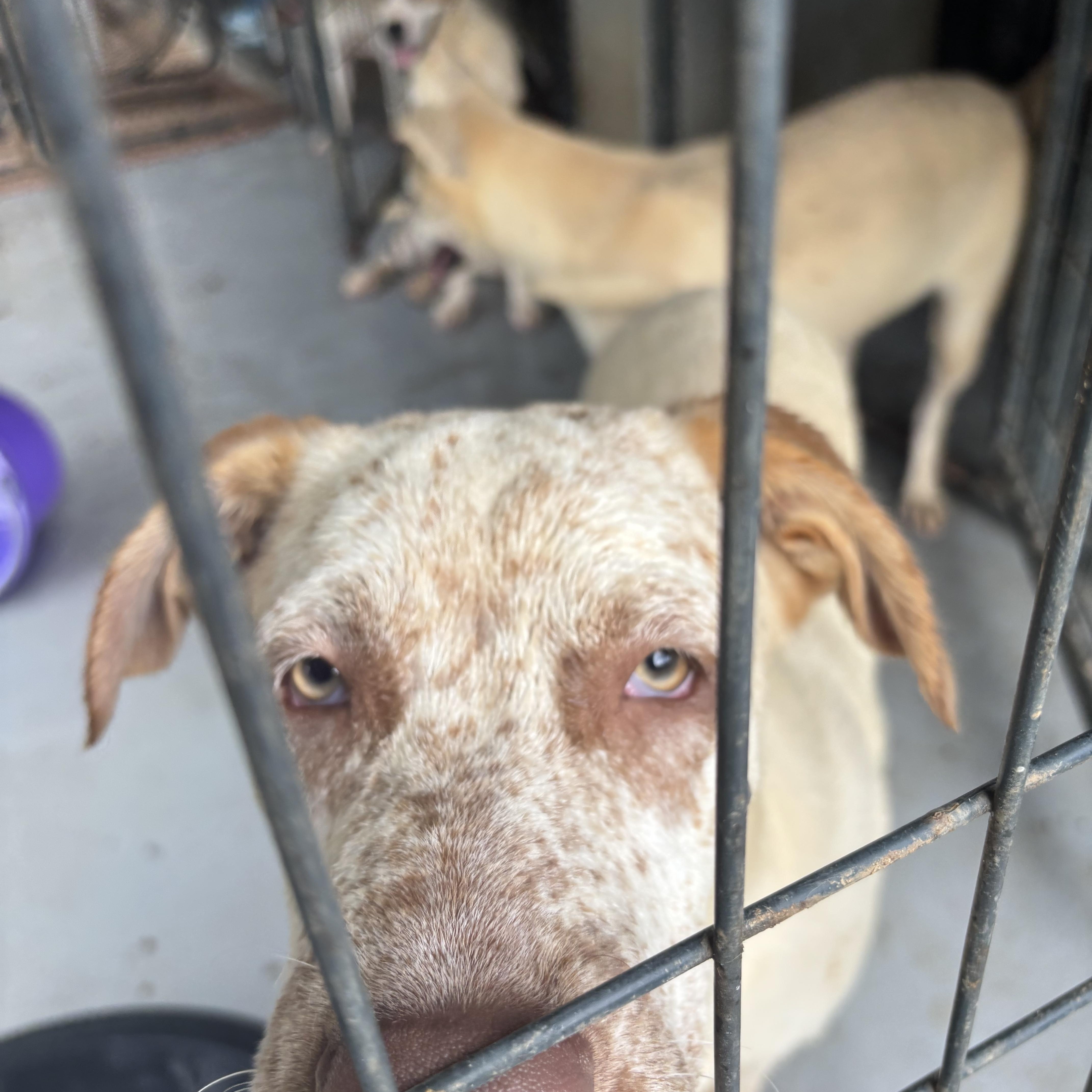 Diesel, Adoptable, Young Male Labrador Retriever & Dalmatian.