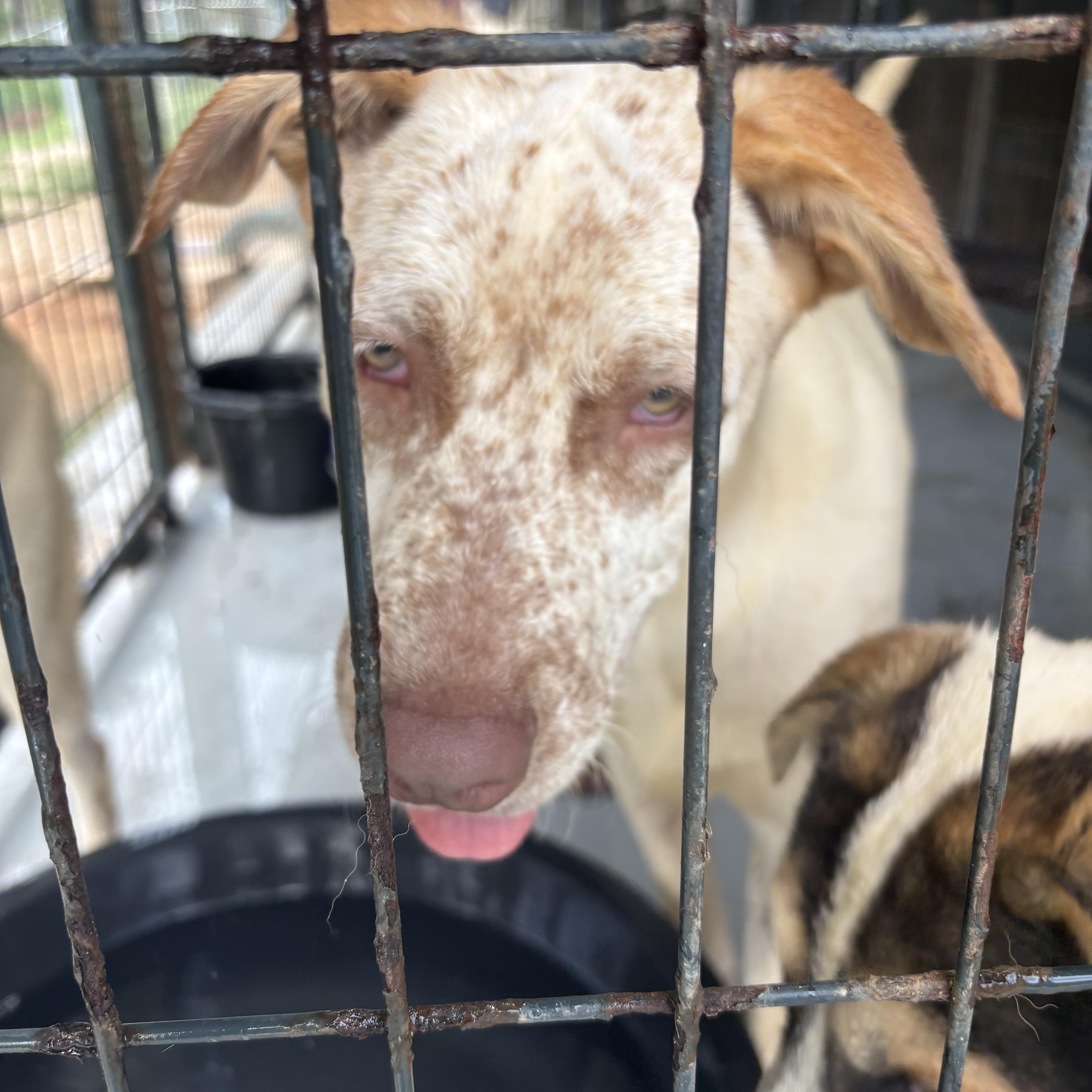 Enlarge Diesel, a Adoptable mixed breed in Coldspring, TX image 2/6