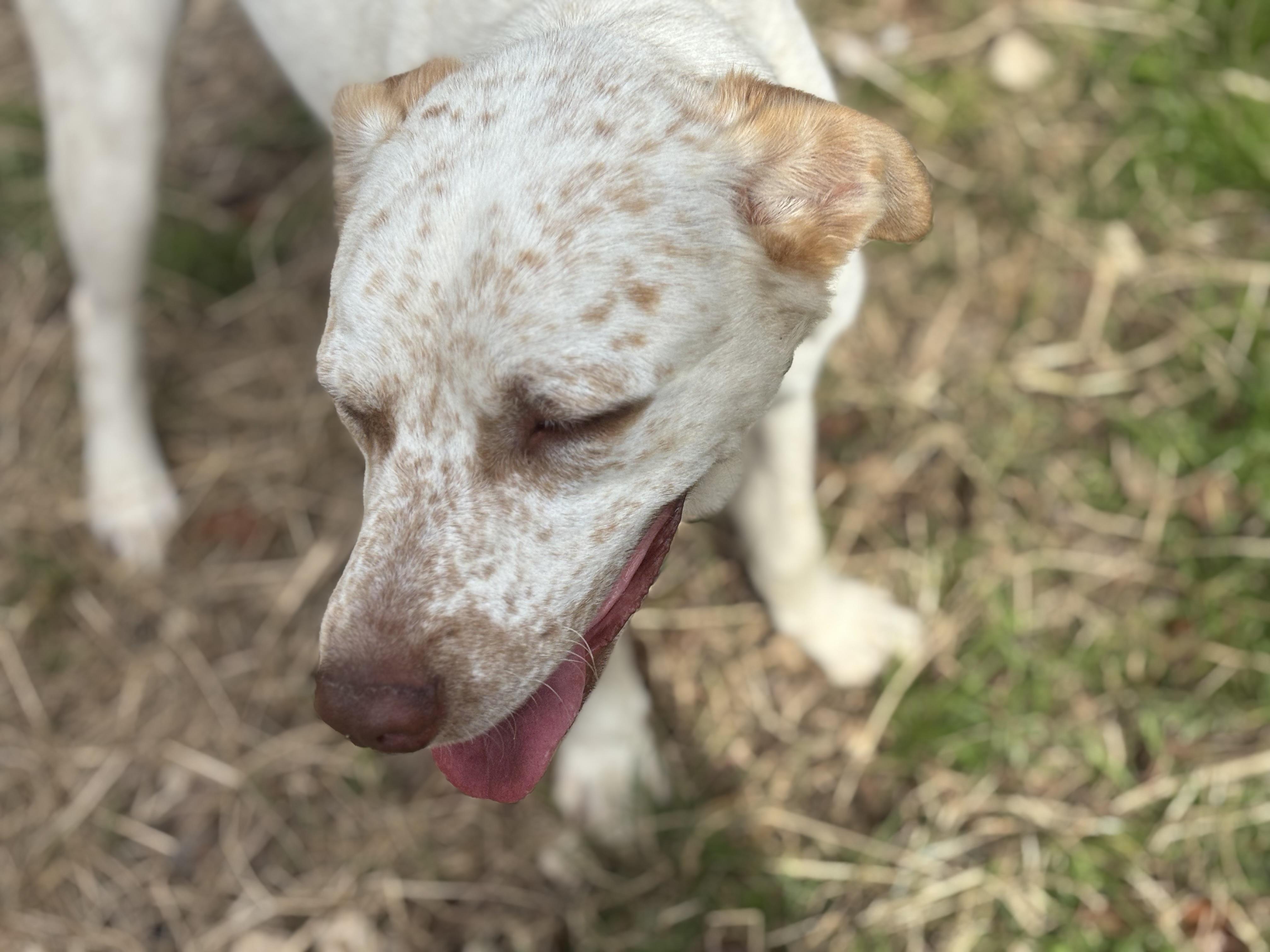 Enlarge Diesel, a Adoptable mixed breed in Coldspring, TX image 6/6