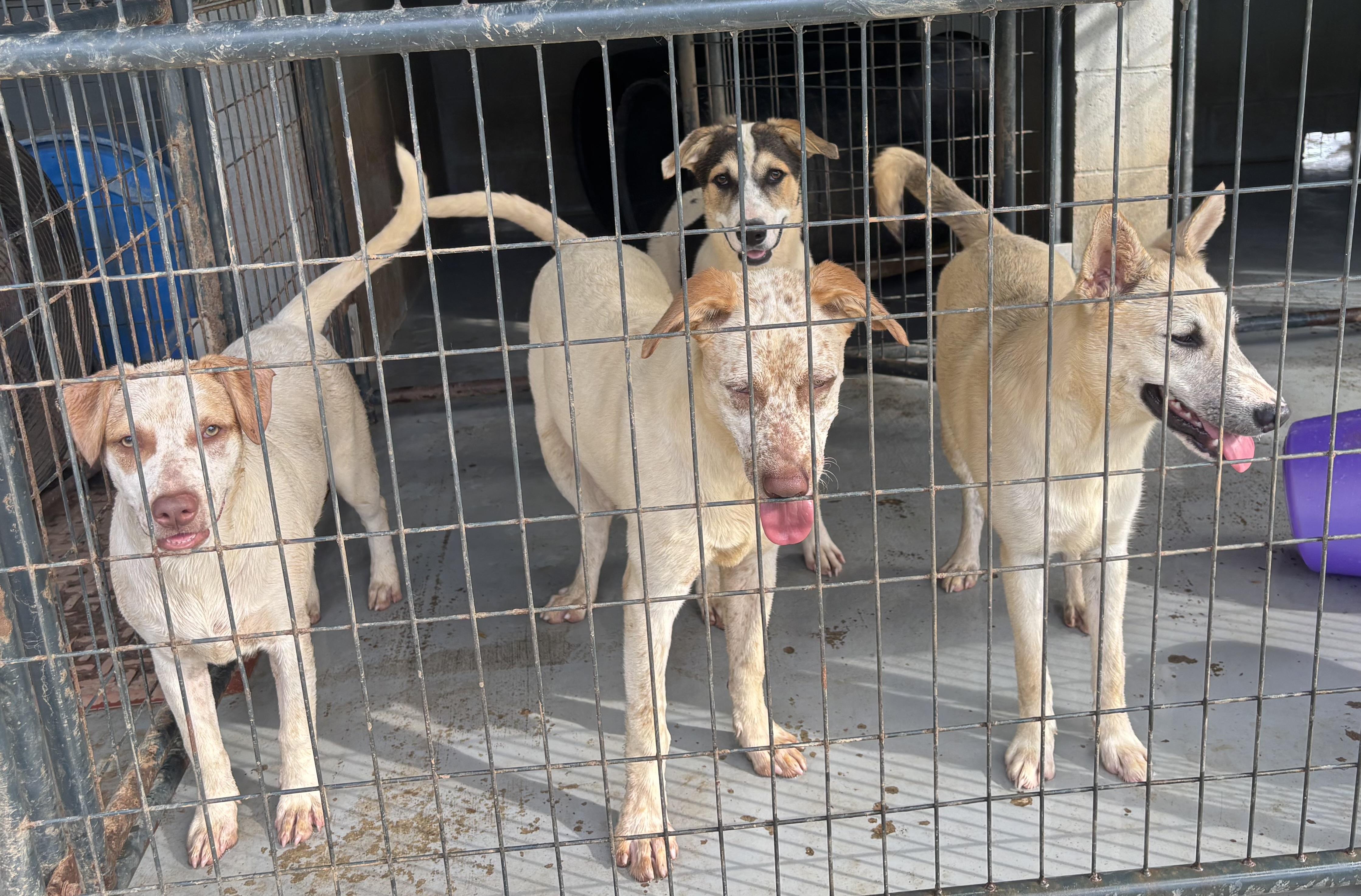 Enlarge Diesel, a Adoptable mixed breed in Coldspring, TX image 3/6