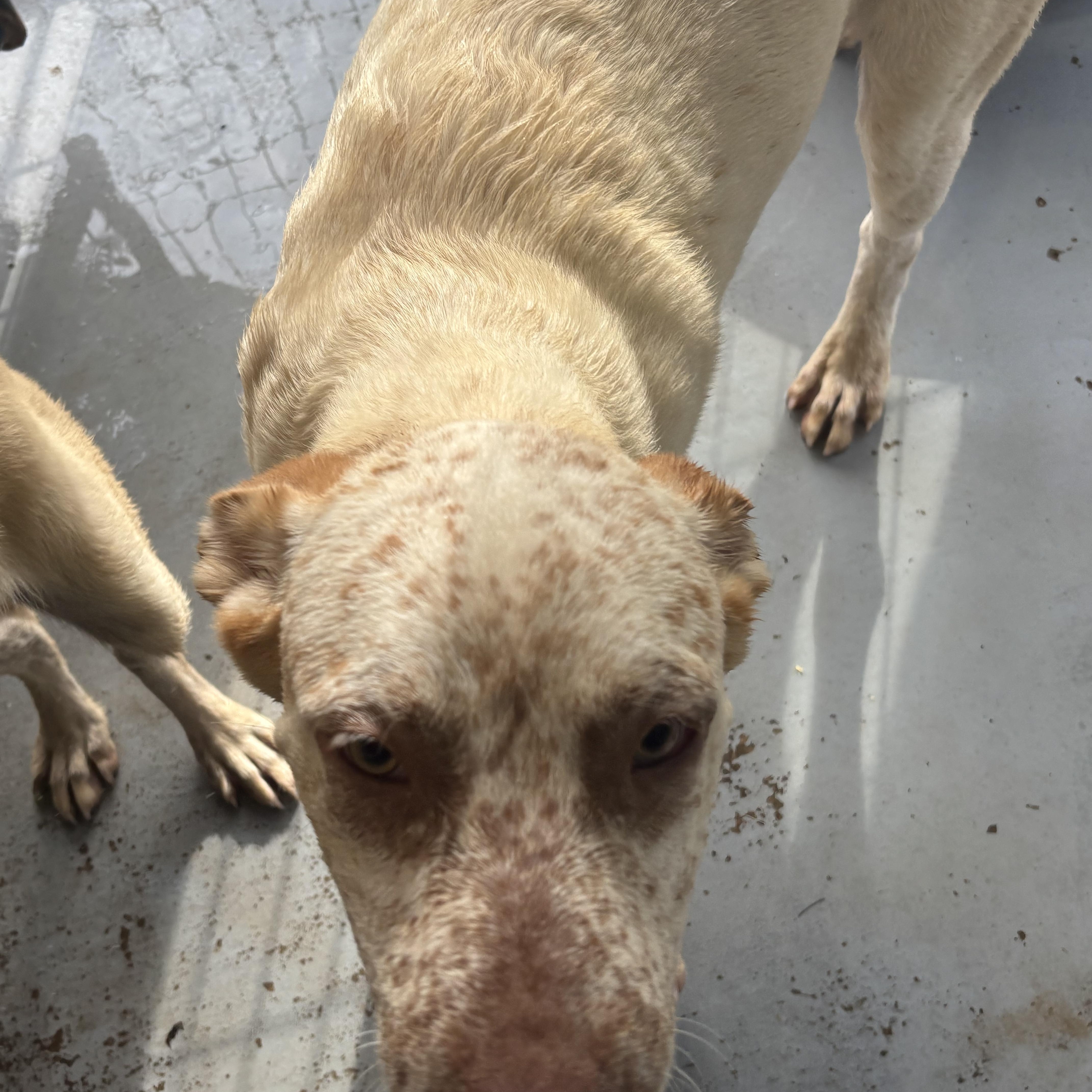 Enlarge Diesel, a Adoptable mixed breed in Coldspring, TX image 4/6