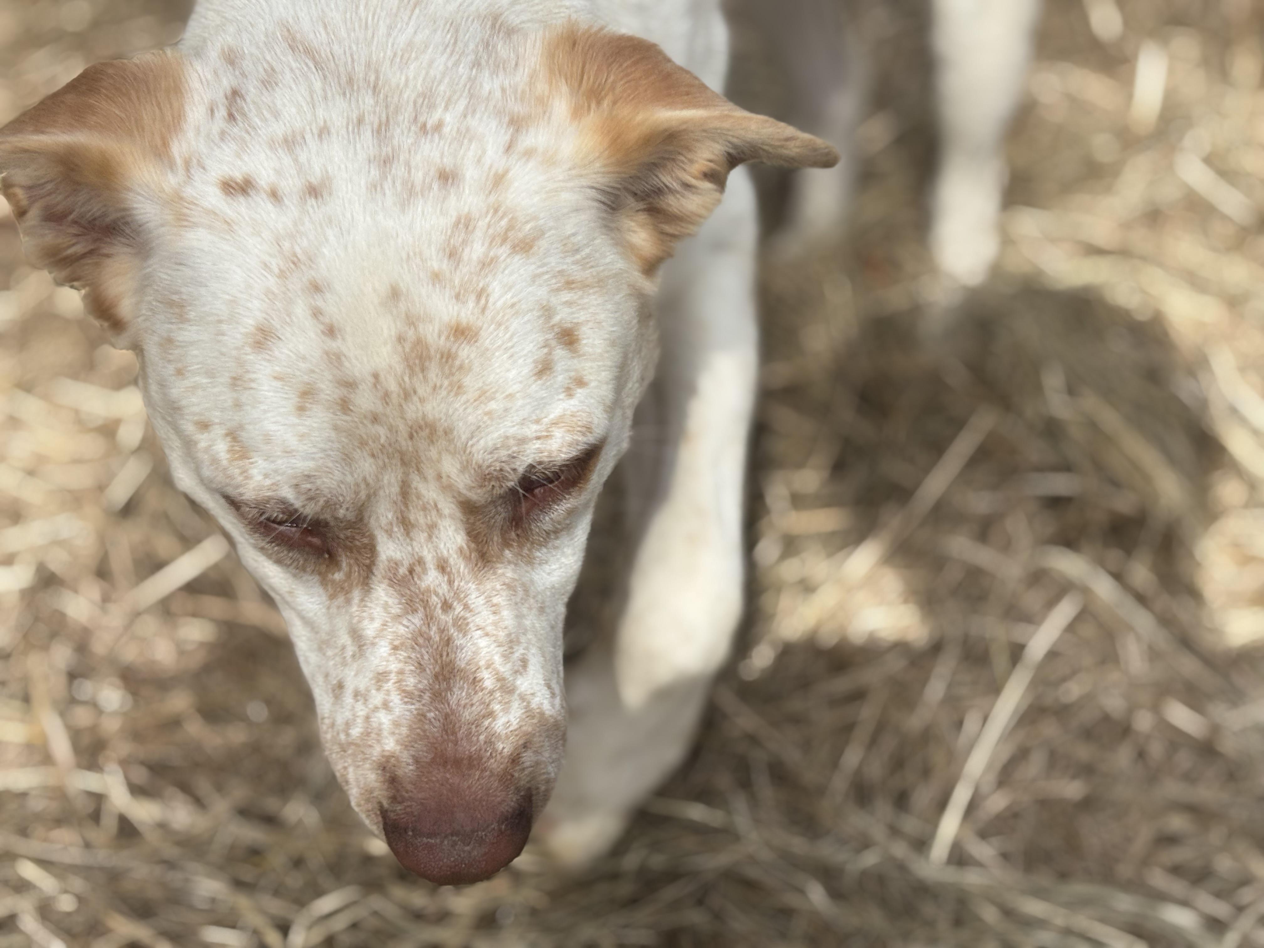 Enlarge Diesel, a Adoptable mixed breed in Coldspring, TX image 1/6