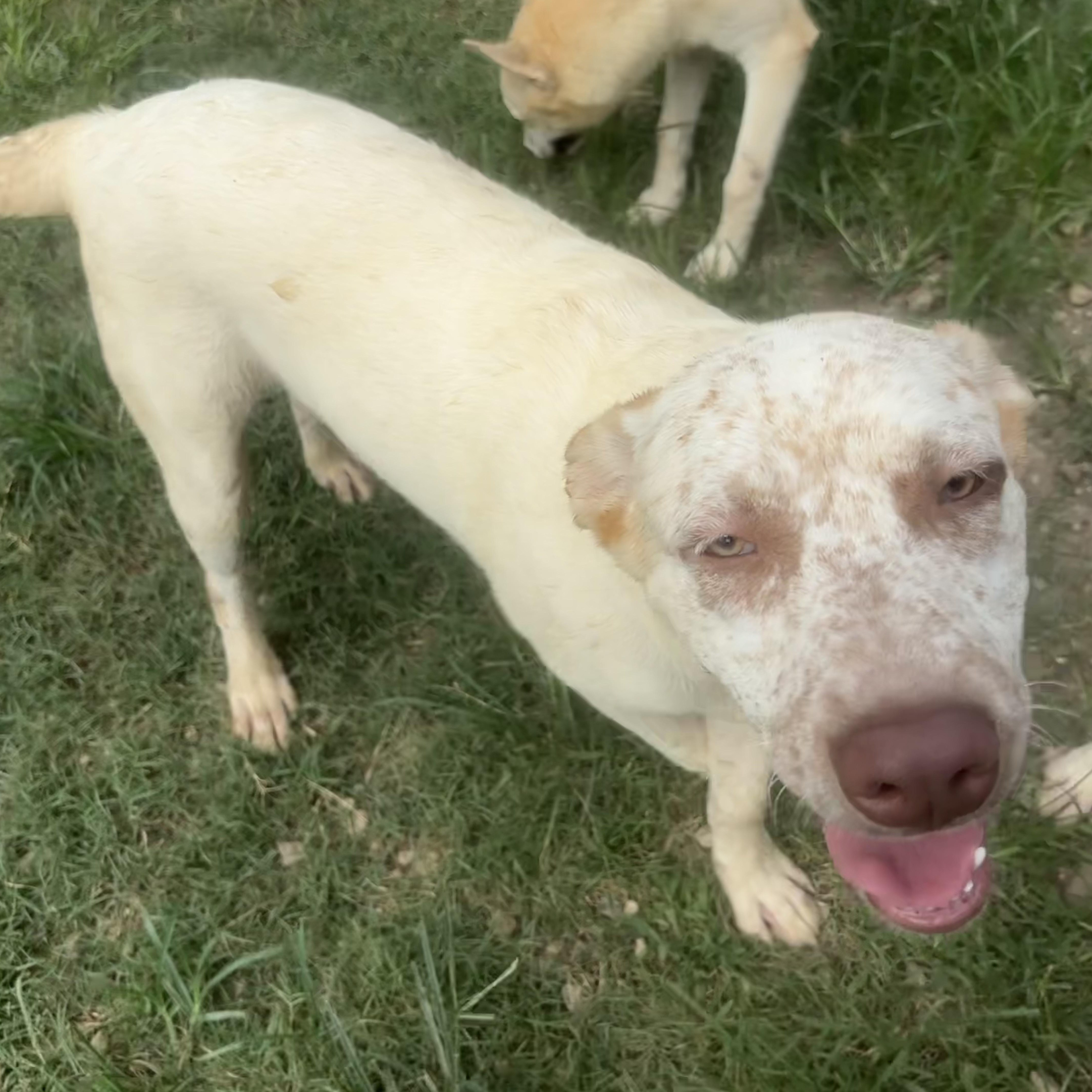 Enlarge Diesel, a Adoptable mixed breed in Coldspring, TX image 5/6