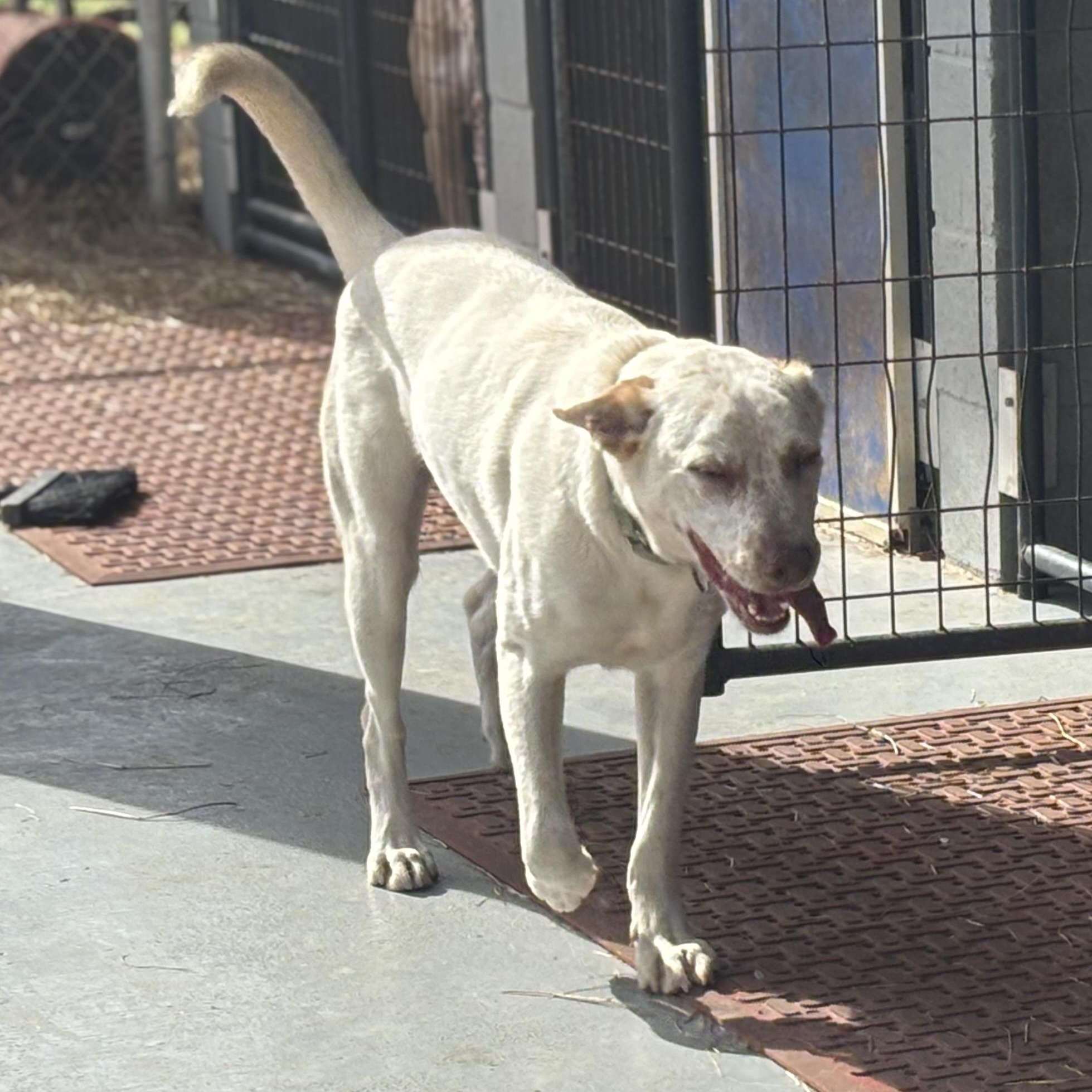 Enlarge Diesel, a Adoptable mixed breed in Coldspring, TX image 2/6