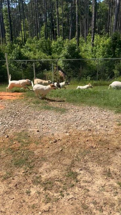 Enlarge Diesel, a Adoptable mixed breed in Coldspring, TX video 6/6