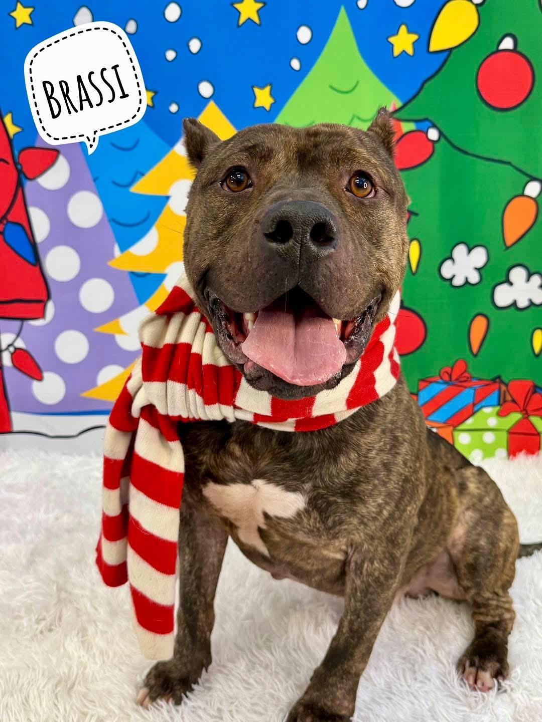 Enlarge Brassi, a ADOPTABLE Mixed Breed in Flint, MI image 1/1