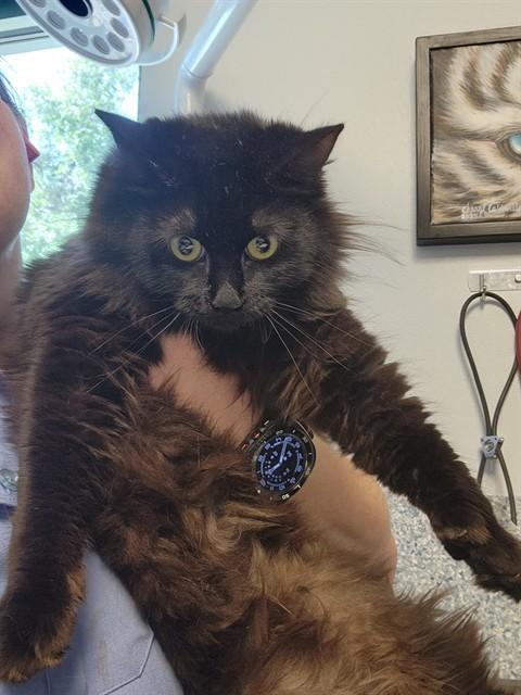 WILLOW, Adoptable, Young Female Domestic Long Hair.