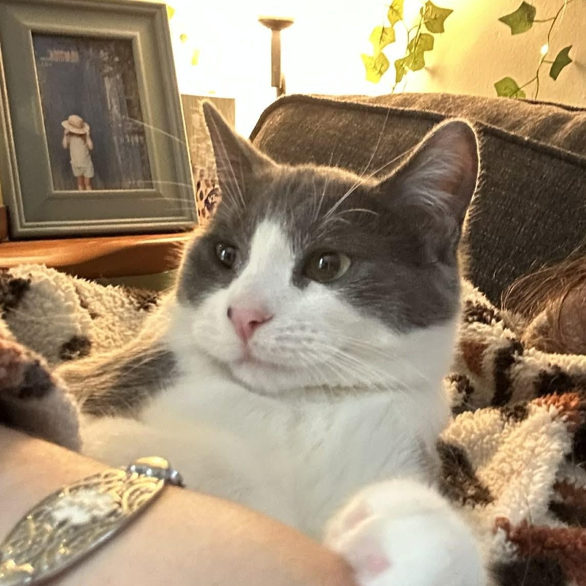 Enlarge Dizzle, a ADOPTABLE Domestic Short Hair in Royal Oak, MI image 2/6