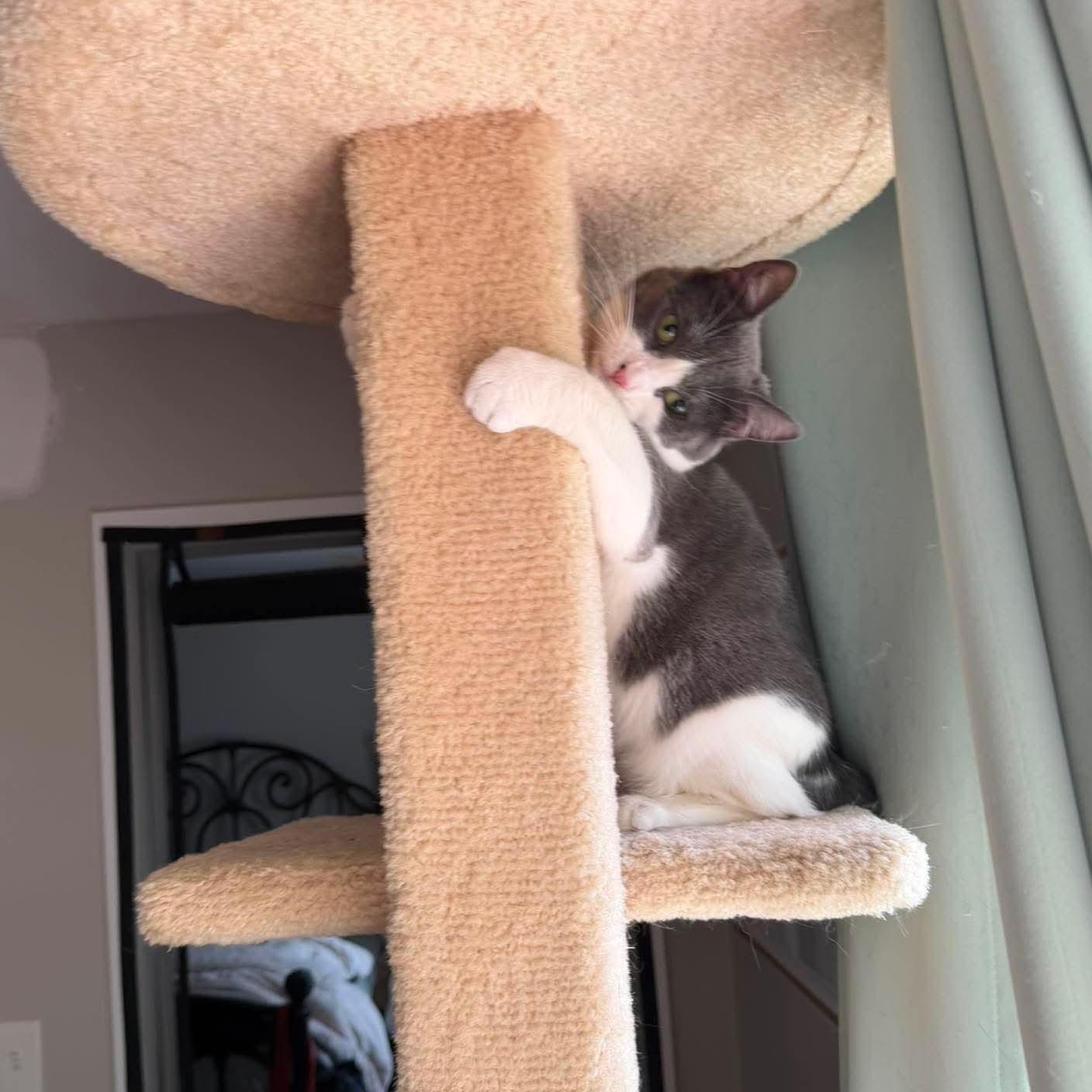 Enlarge Dizzle, a ADOPTABLE Domestic Short Hair in Royal Oak, MI image 6/6