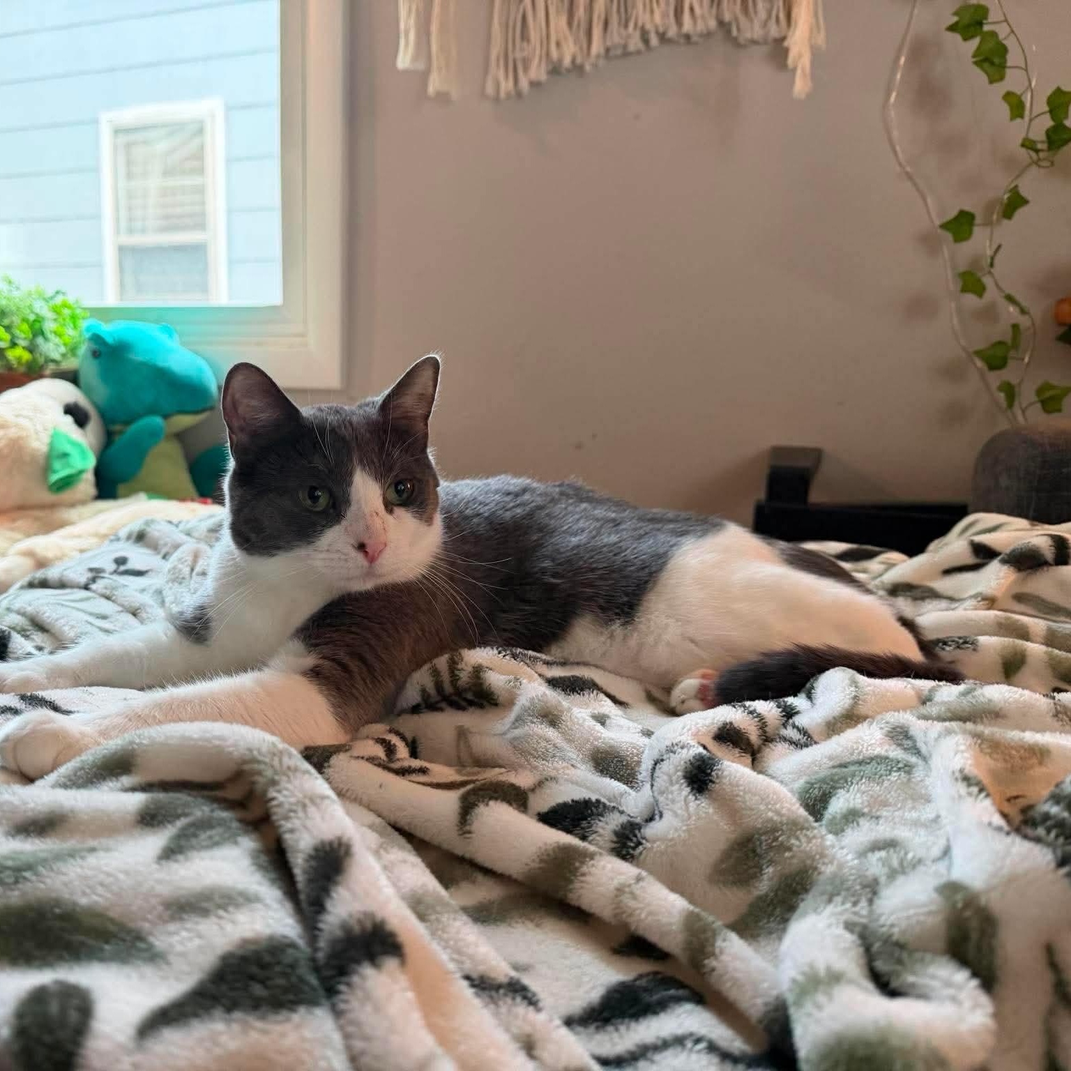 Dizzle, ADOPTABLE, Young Female Domestic Short Hair.