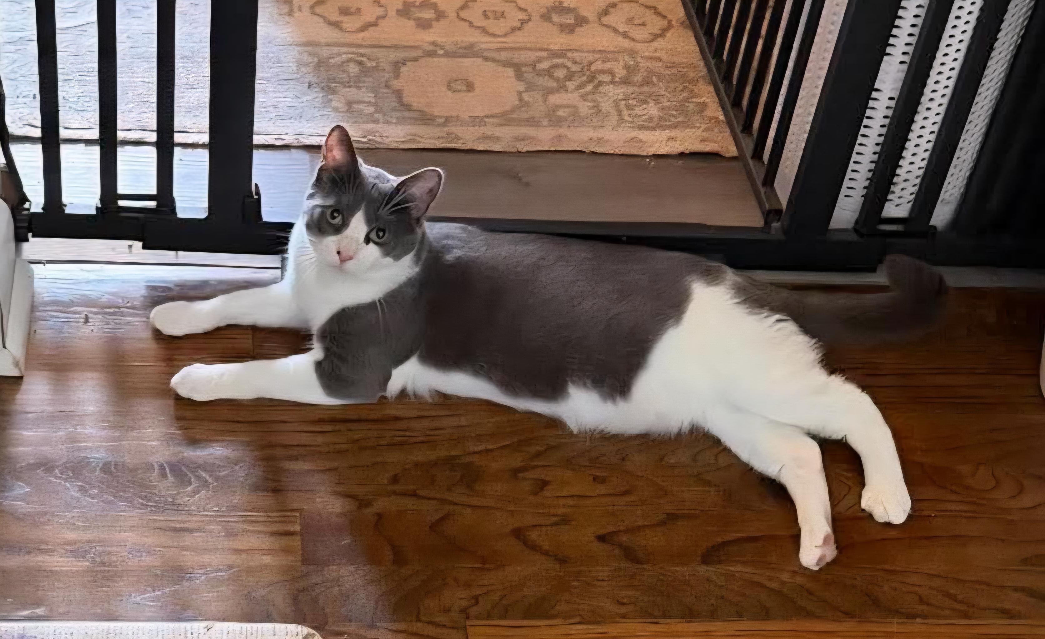 Enlarge Dizzle, a ADOPTABLE Domestic Short Hair in Royal Oak, MI image 3/6