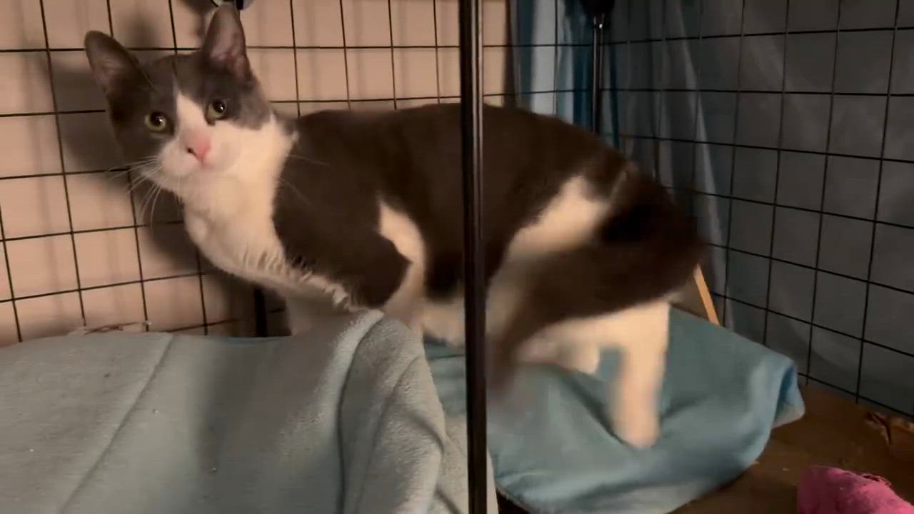 Enlarge Dizzle, a ADOPTABLE Domestic Short Hair in Royal Oak, MI video 5/6