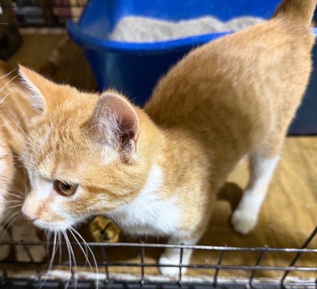 Enlarge SERGEANT DONOVAN, an adopted Domestic Short Hair in Lake Ozark, MO image 6/6