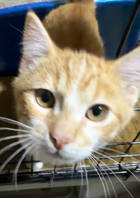 Enlarge SERGEANT DONOVAN, an adopted Domestic Short Hair in Lake Ozark, MO image 2/6