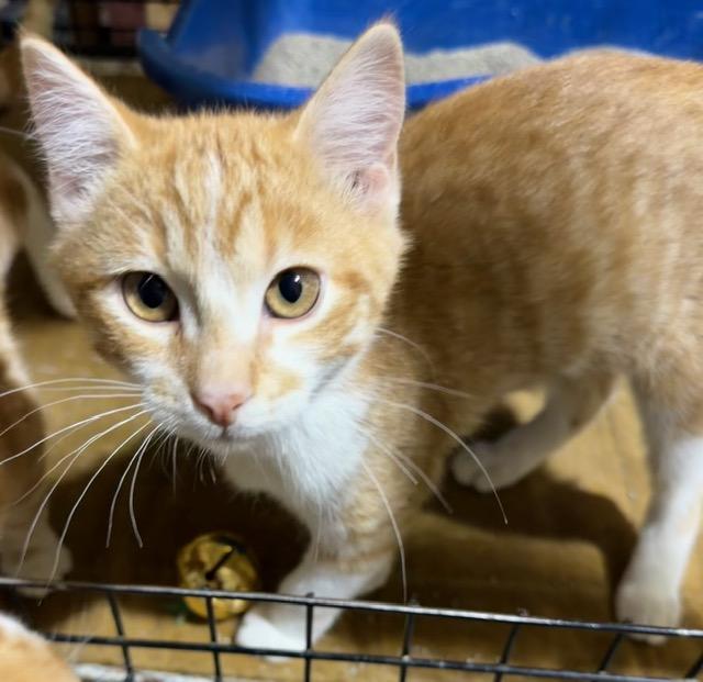 Enlarge SERGEANT DONOVAN, an adopted Domestic Short Hair in Lake Ozark, MO image 3/6