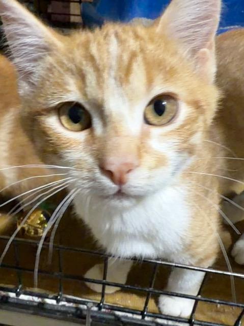 Enlarge SERGEANT DONOVAN, an adopted Domestic Short Hair in Lake Ozark, MO image 4/6