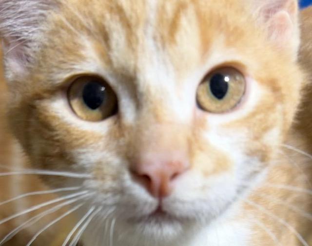 SERGEANT DONOVAN, adopted, Kitten Male Domestic Short Hair.