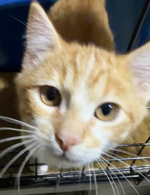 Enlarge SERGEANT DONOVAN, an adopted Domestic Short Hair in Lake Ozark, MO image 5/6