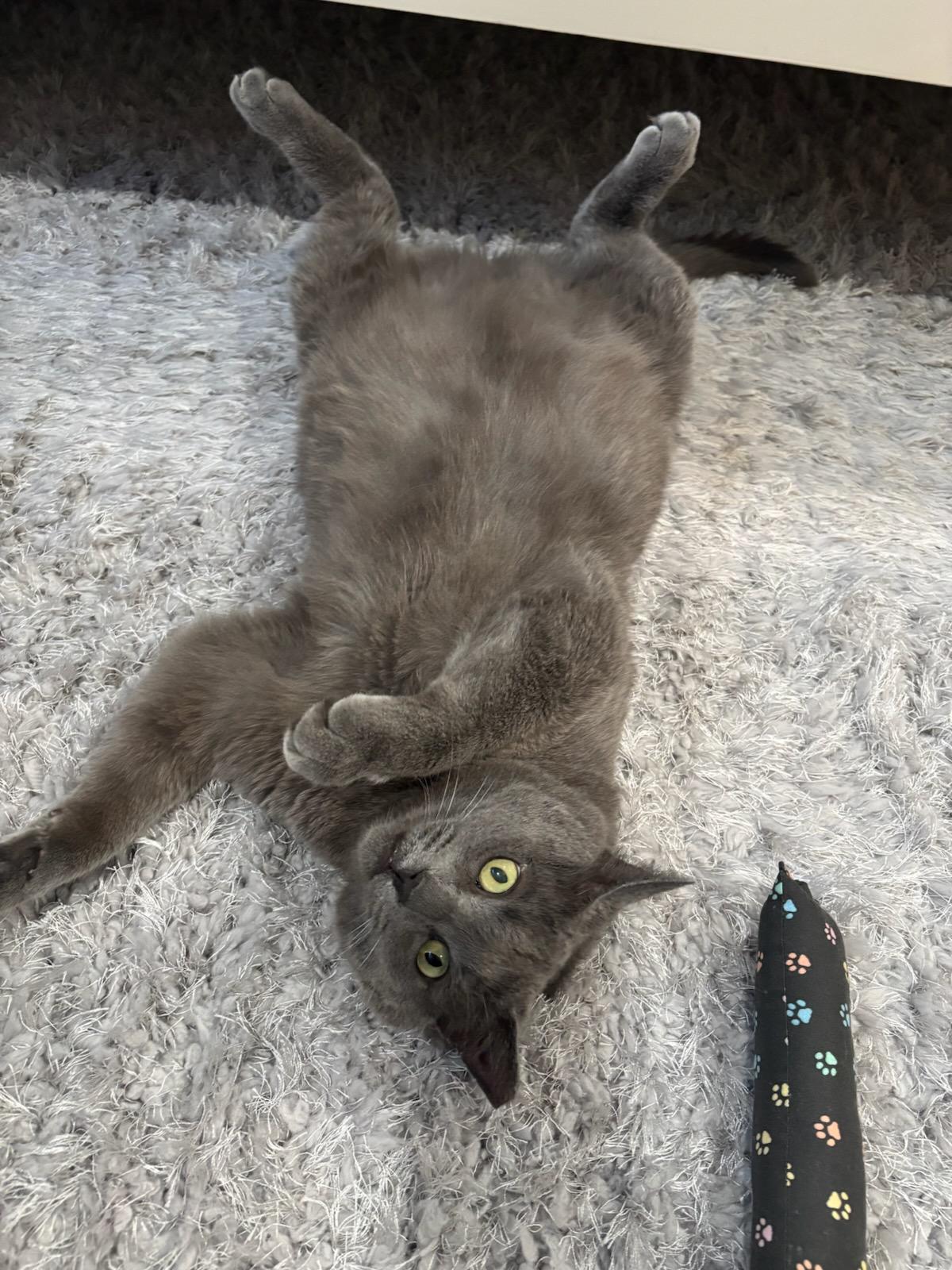 Enlarge Stud (ADOPTED!), a Adopted mixed breed in Monrovia, CA image 1/4