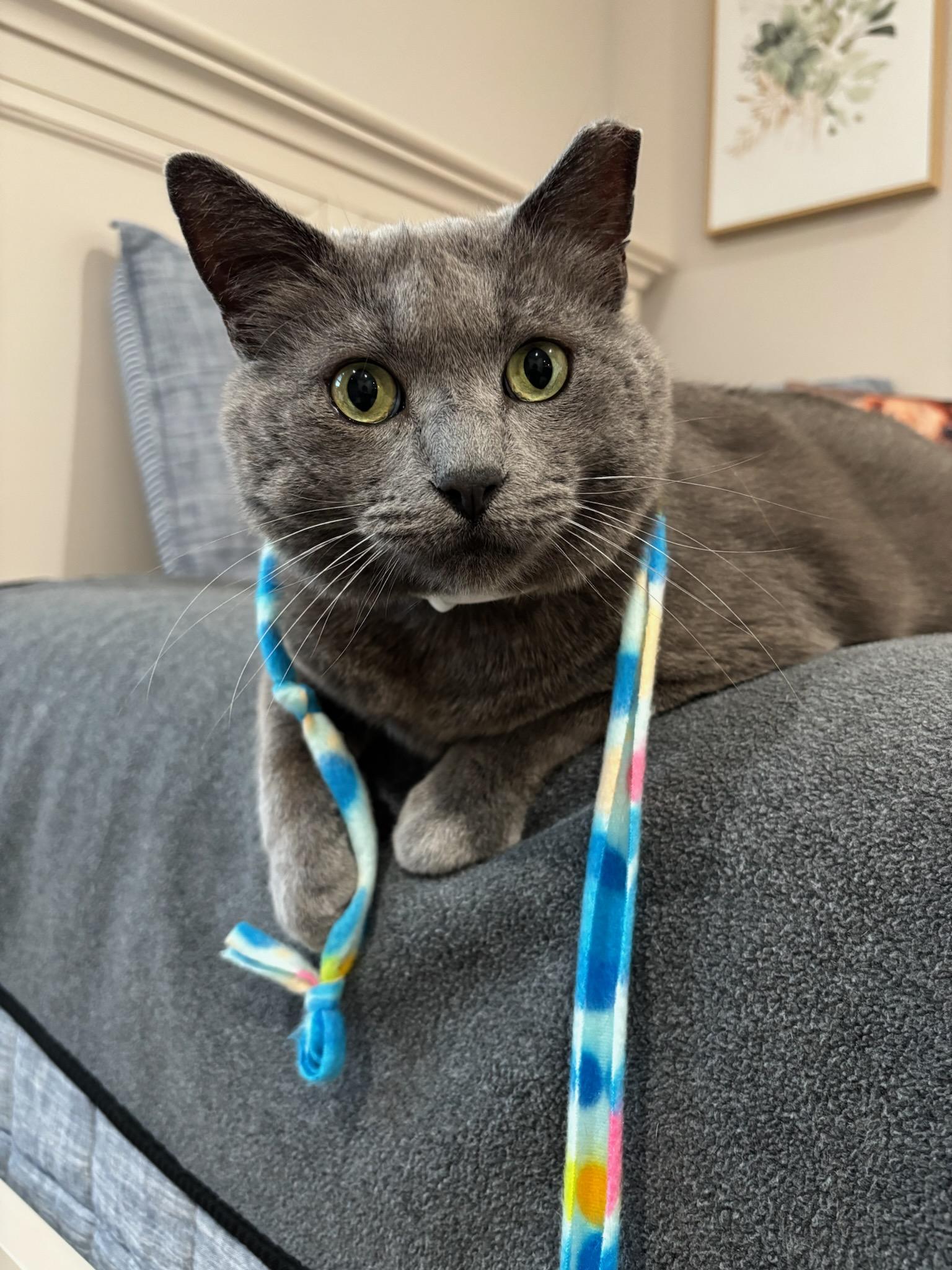 Enlarge Stud (ADOPTED!), a Adopted mixed breed in Monrovia, CA image 3/4