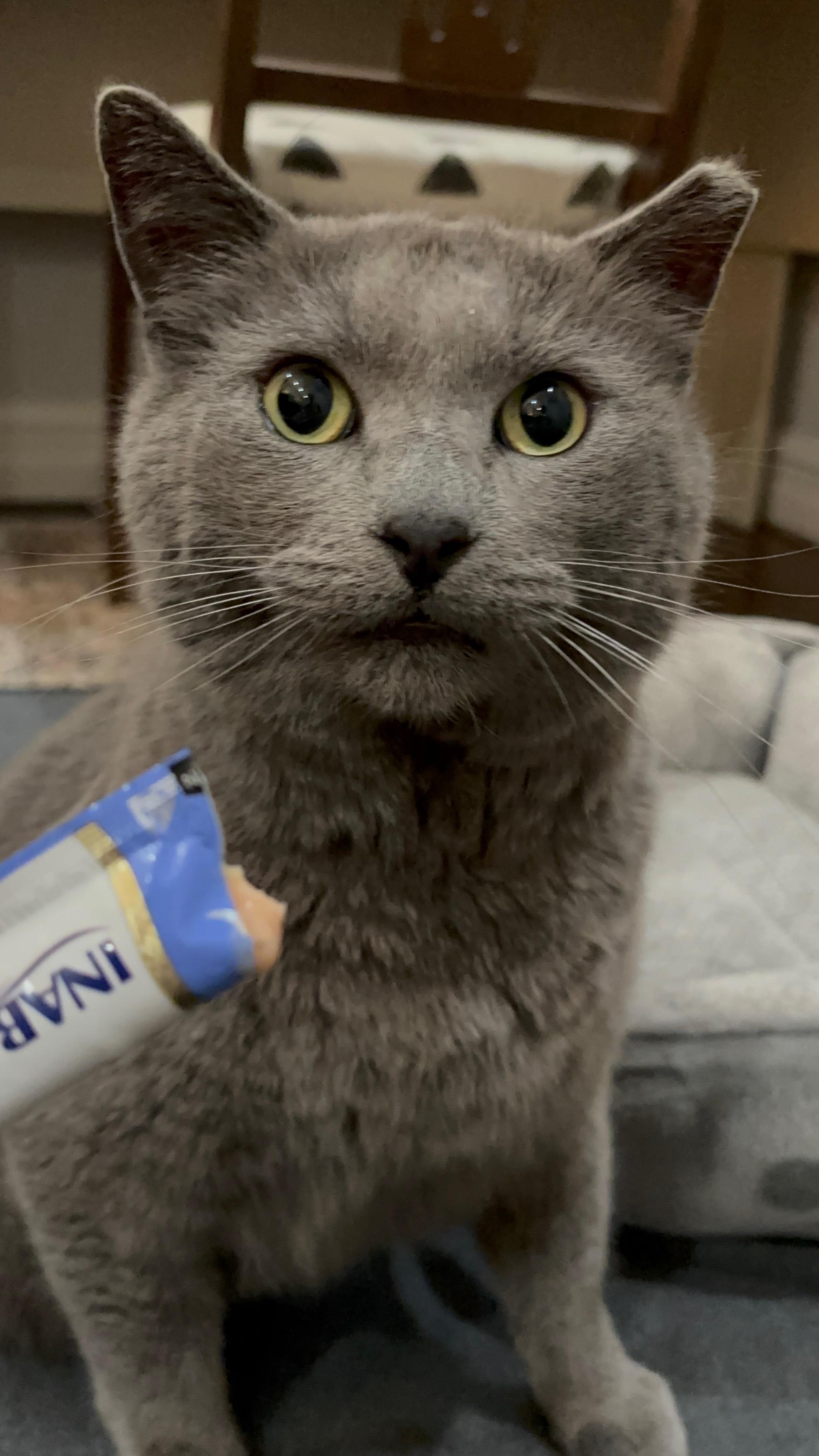 Enlarge Stud (ADOPTED!), a Adopted mixed breed in Monrovia, CA image 4/4