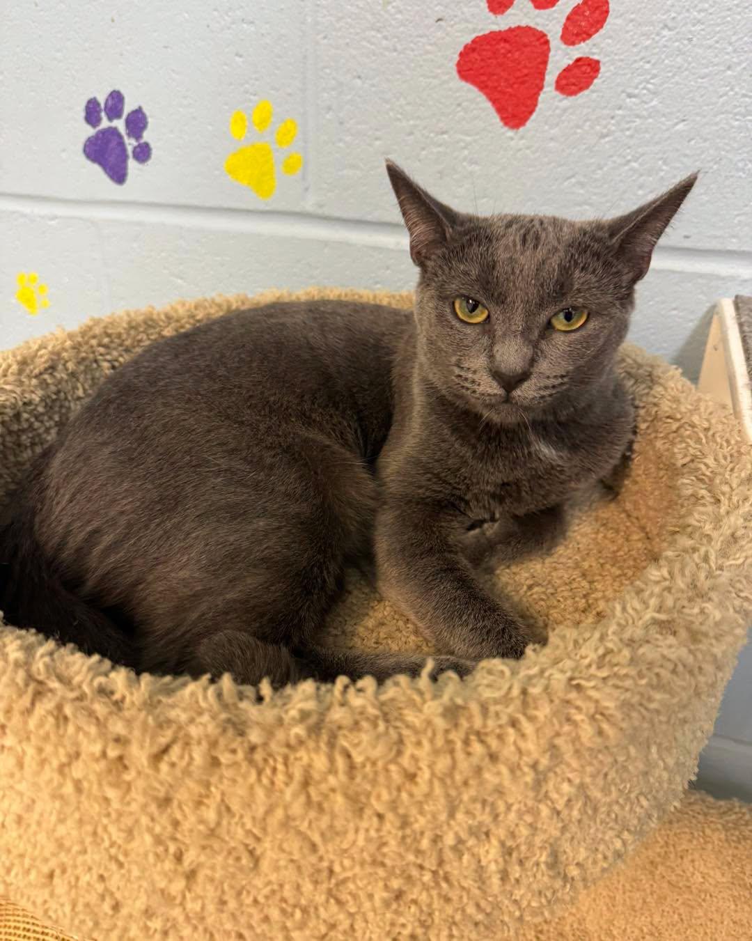Princess, adopted, Adult Female Domestic Short Hair.