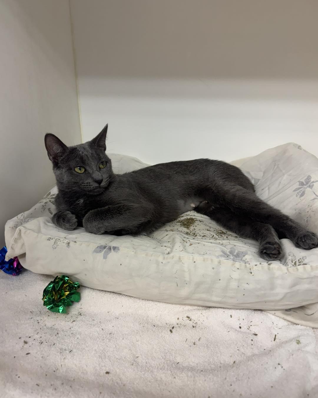 Princess, a ADOPTABLE Domestic Short Hair in Bloomfield, NJ image 3/4