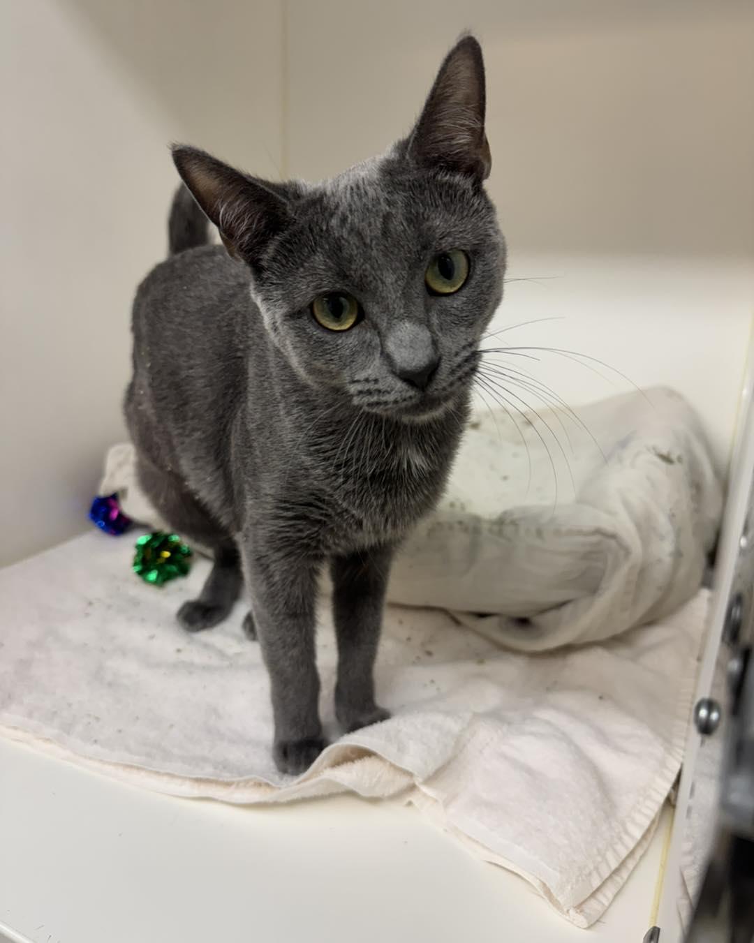 Princess, a ADOPTABLE Domestic Short Hair in Bloomfield, NJ image 1/4
