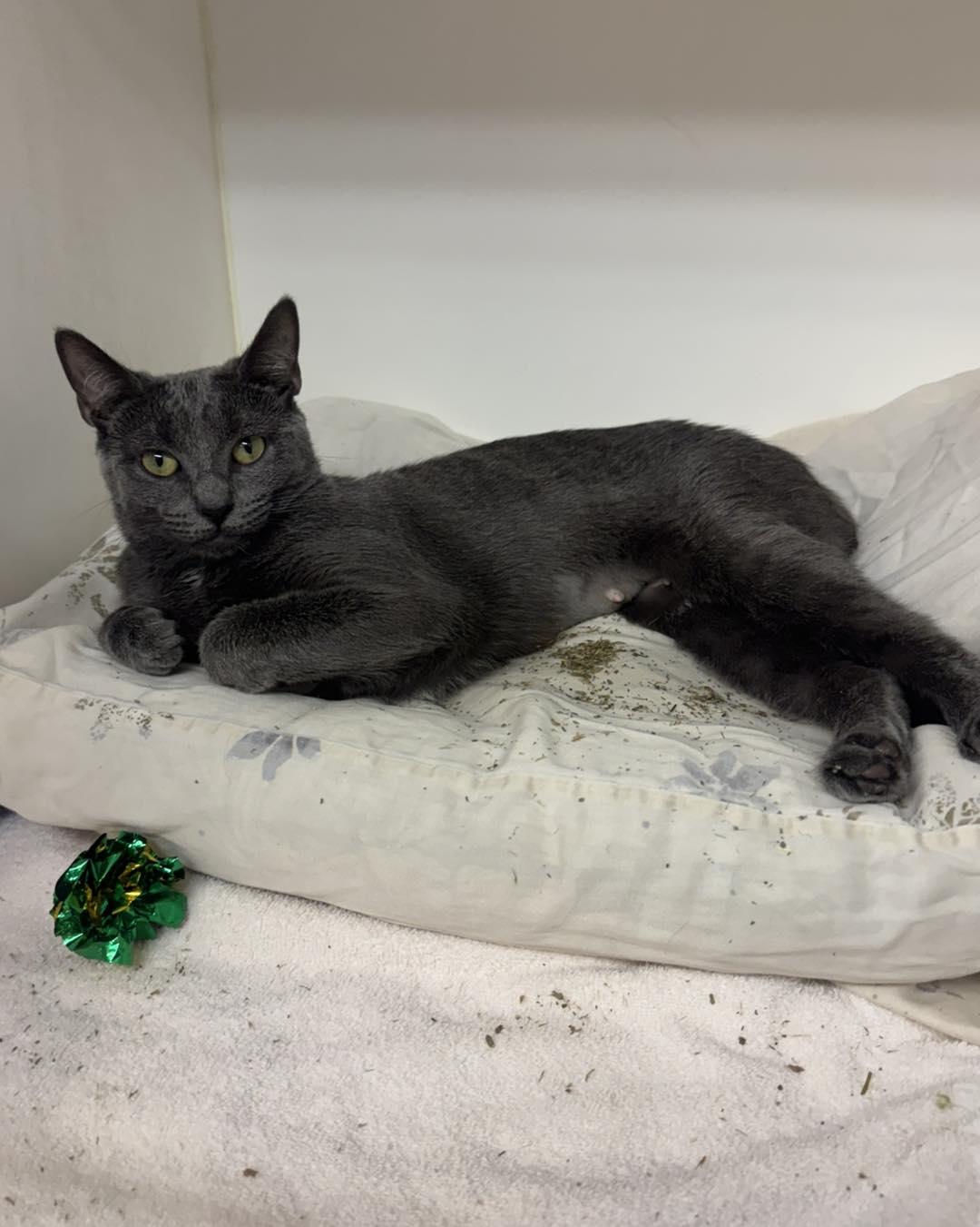 Princess, a ADOPTABLE Domestic Short Hair in Bloomfield, NJ image 2/4