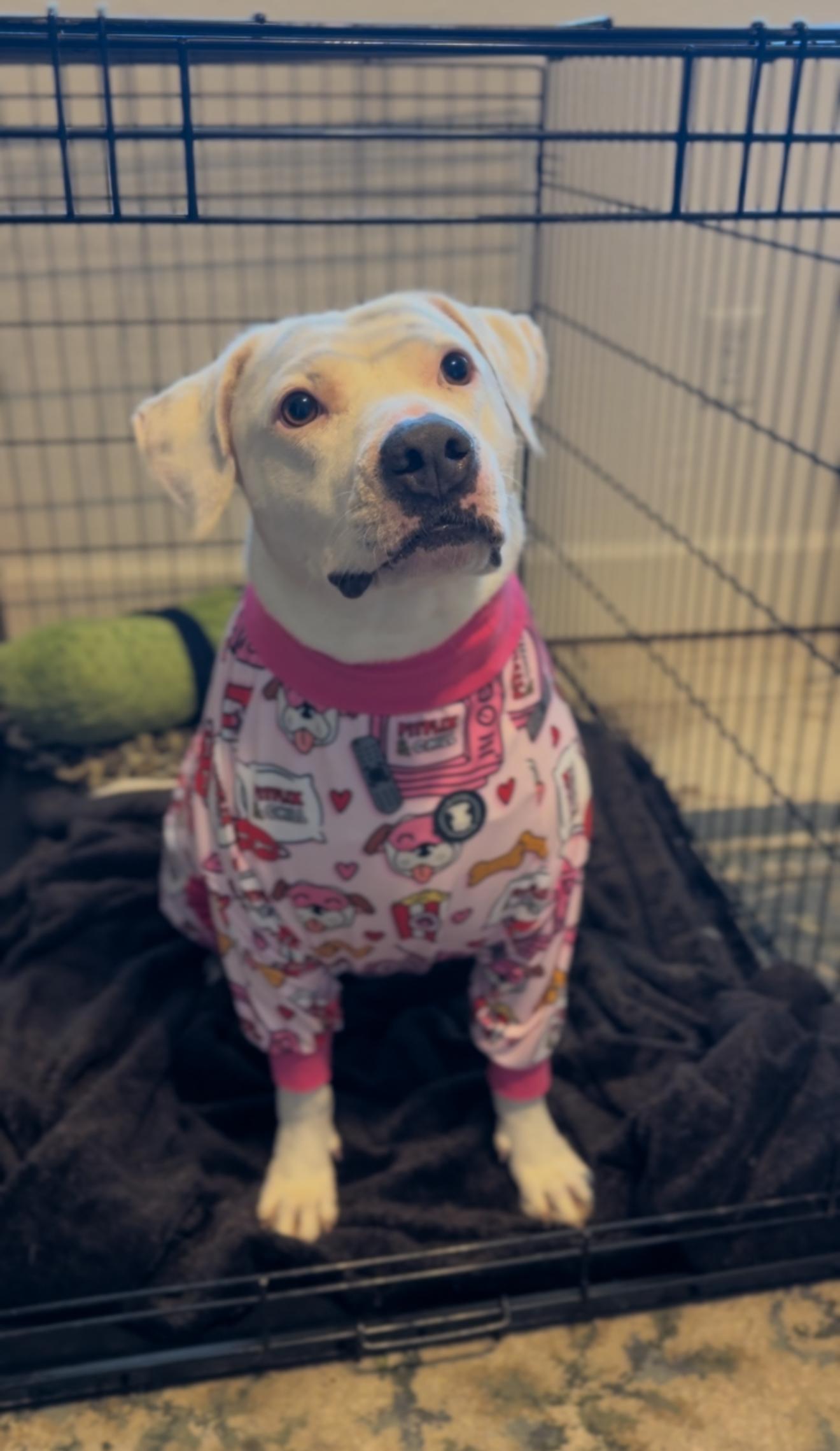 Morticia Addams, Adoptable, Young Female American Staffordshire Terrier.